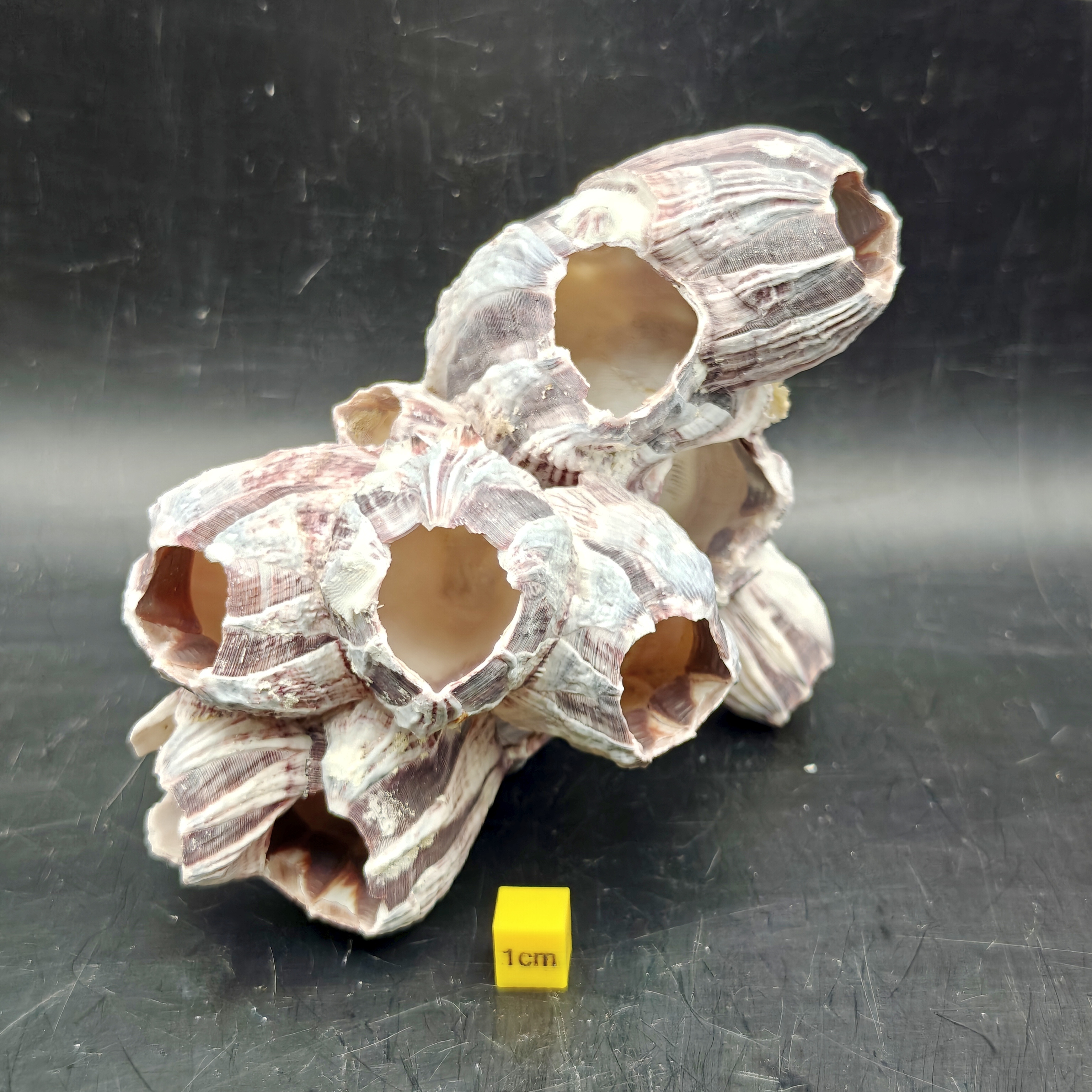 Natural Barnacle Cluster (Medium)
