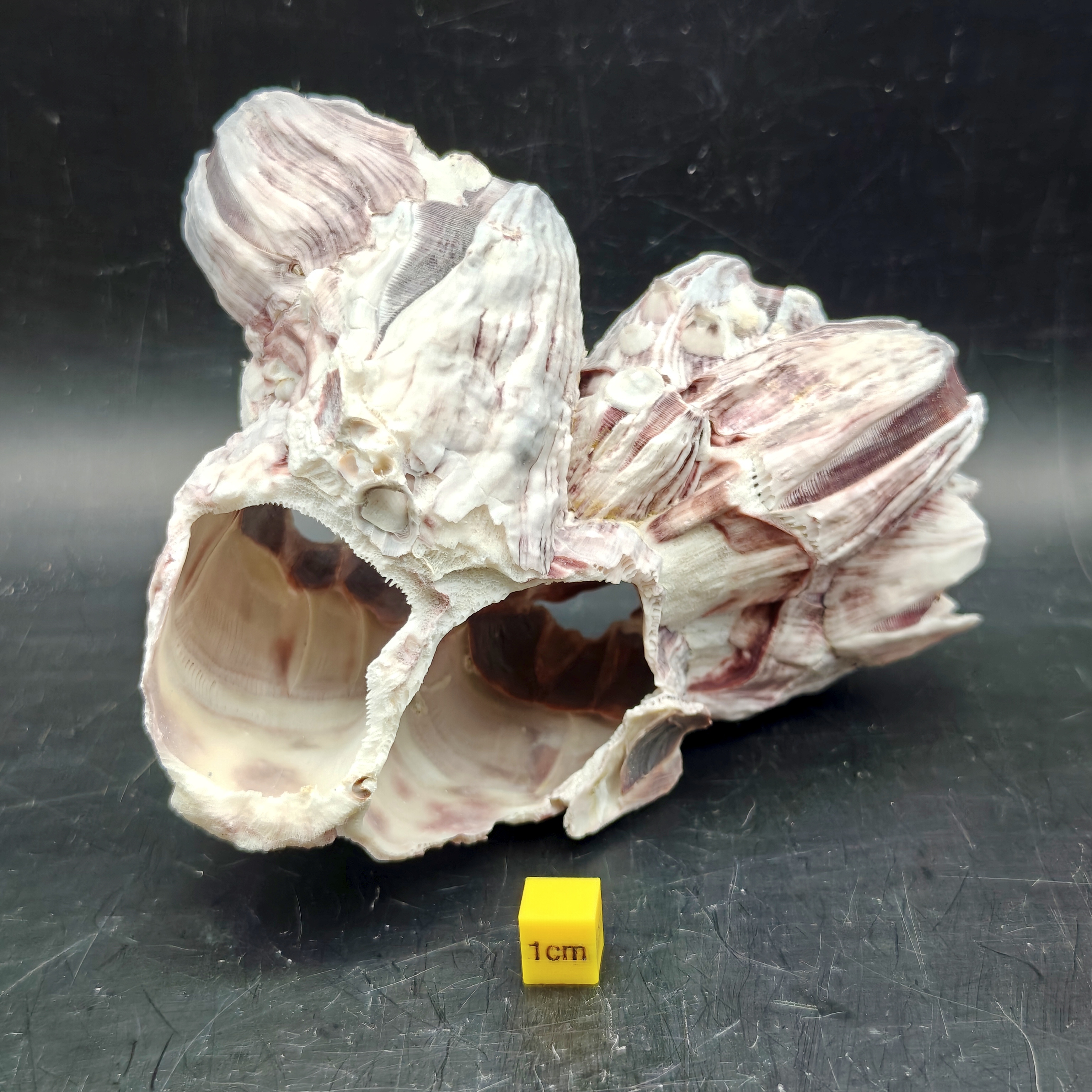 Natural Barnacle Cluster (Medium)