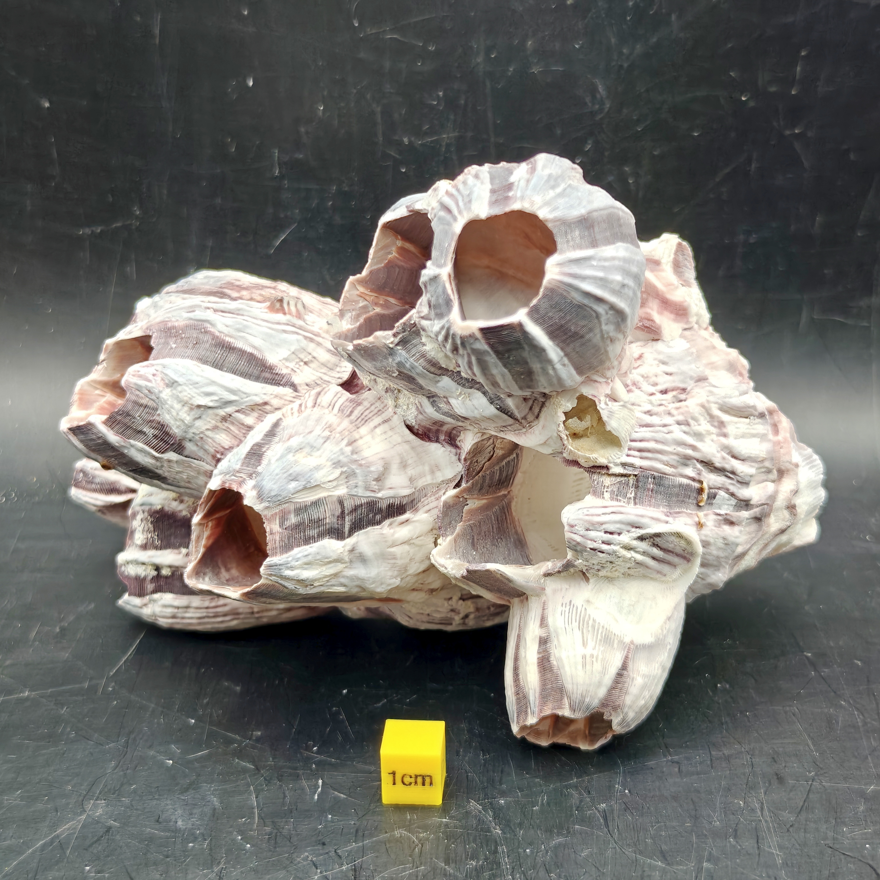 Natural Barnacle Cluster (Medium)