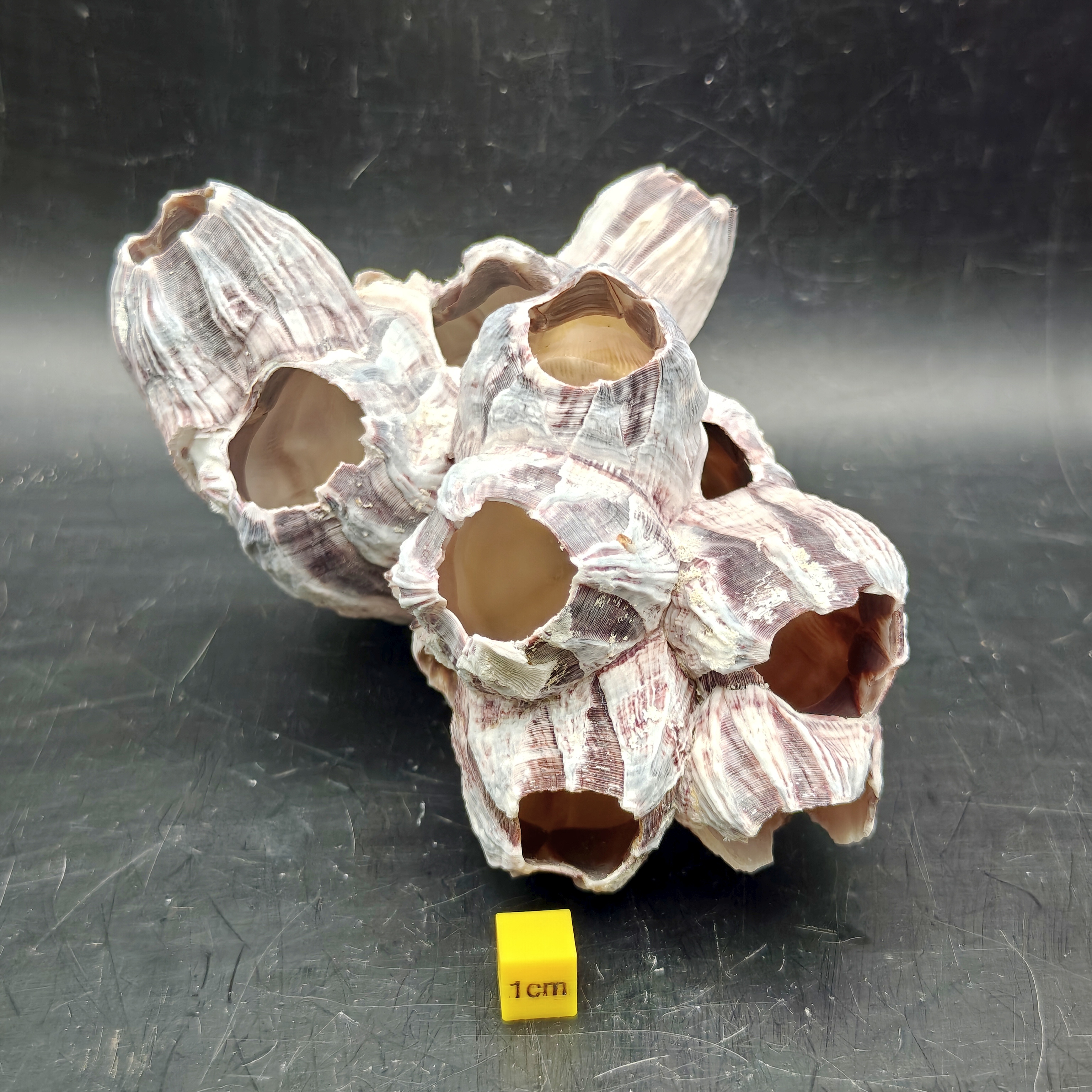 Natural Barnacle Cluster (Medium)