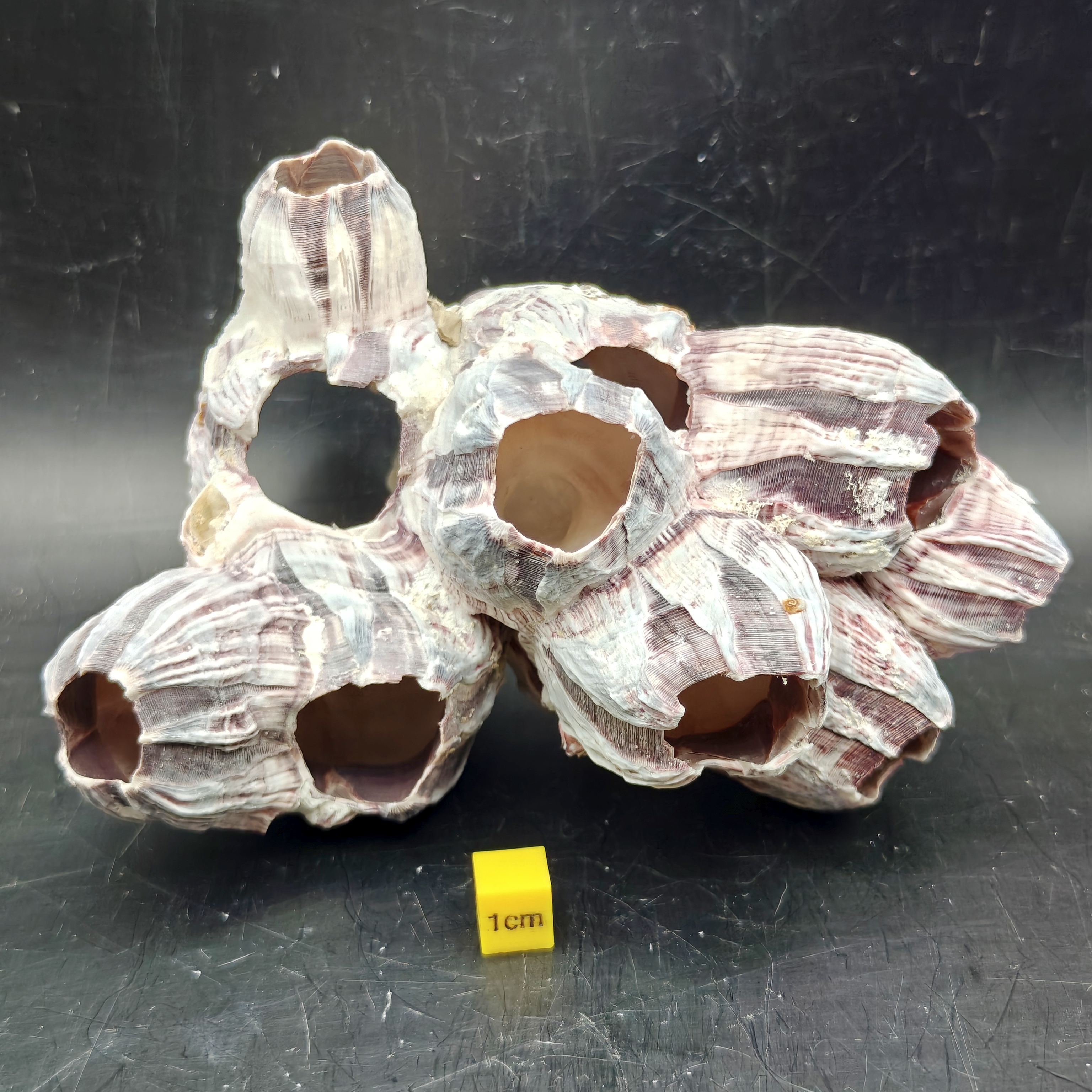 Natural Barnacle Cluster (Medium)