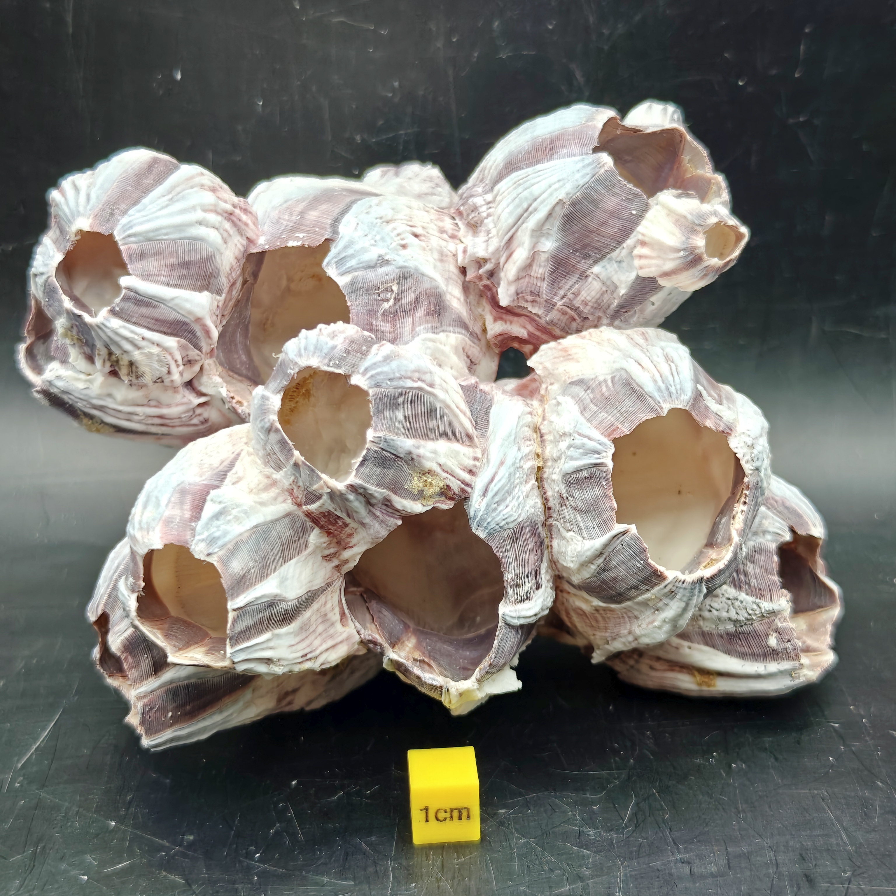 Natural Barnacle Cluster (Large)