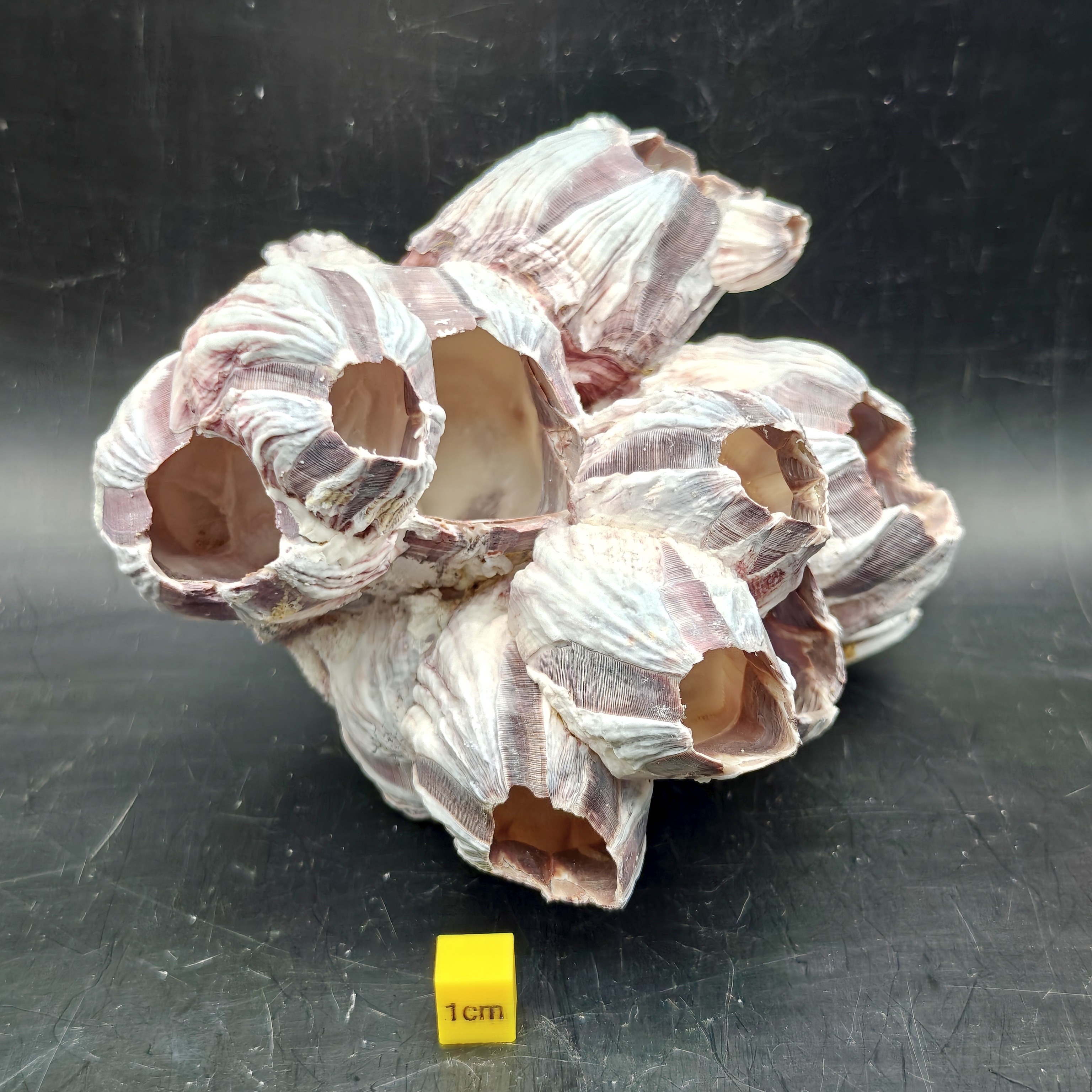 Natural Barnacle Cluster (Large)