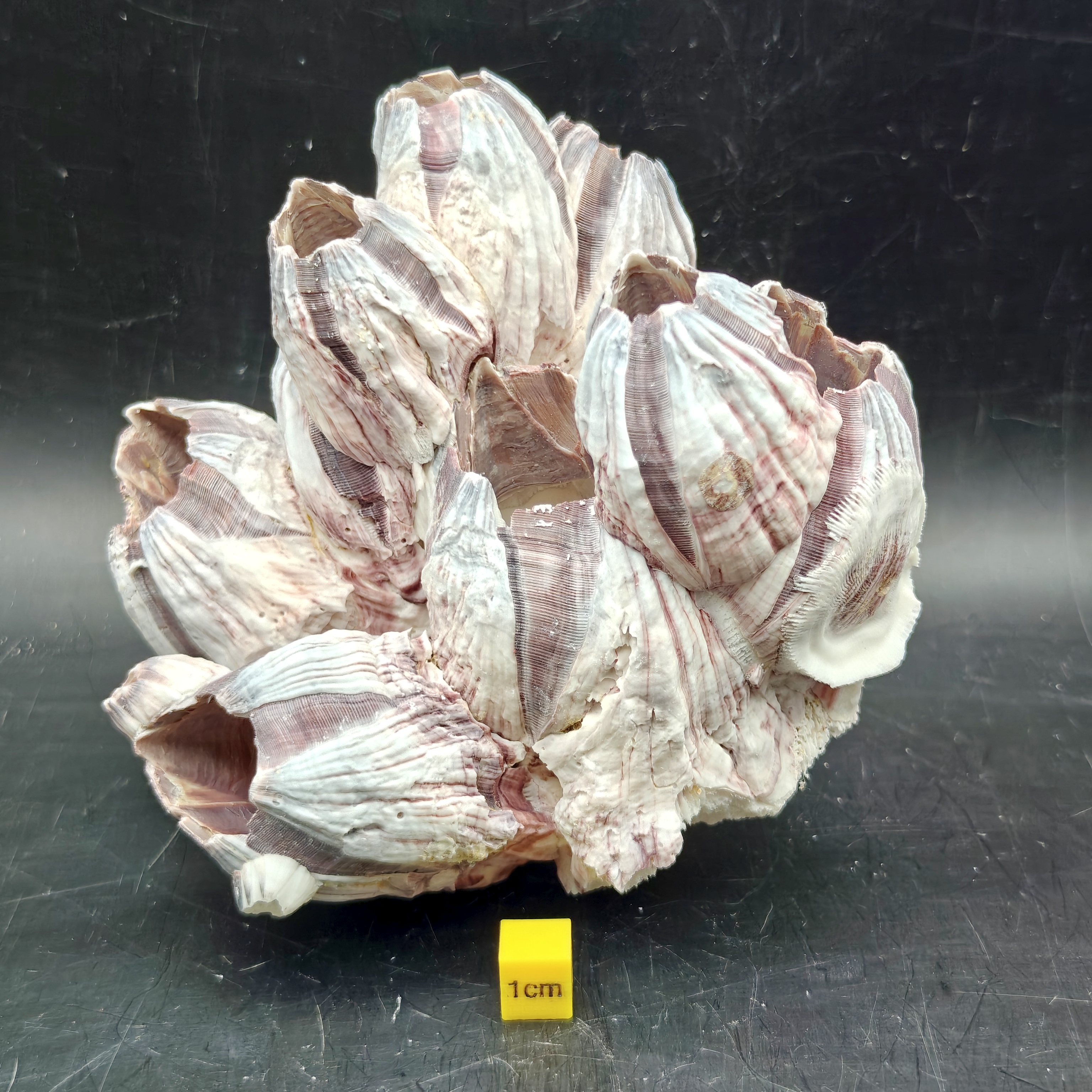 Natural Barnacle Cluster (Large)