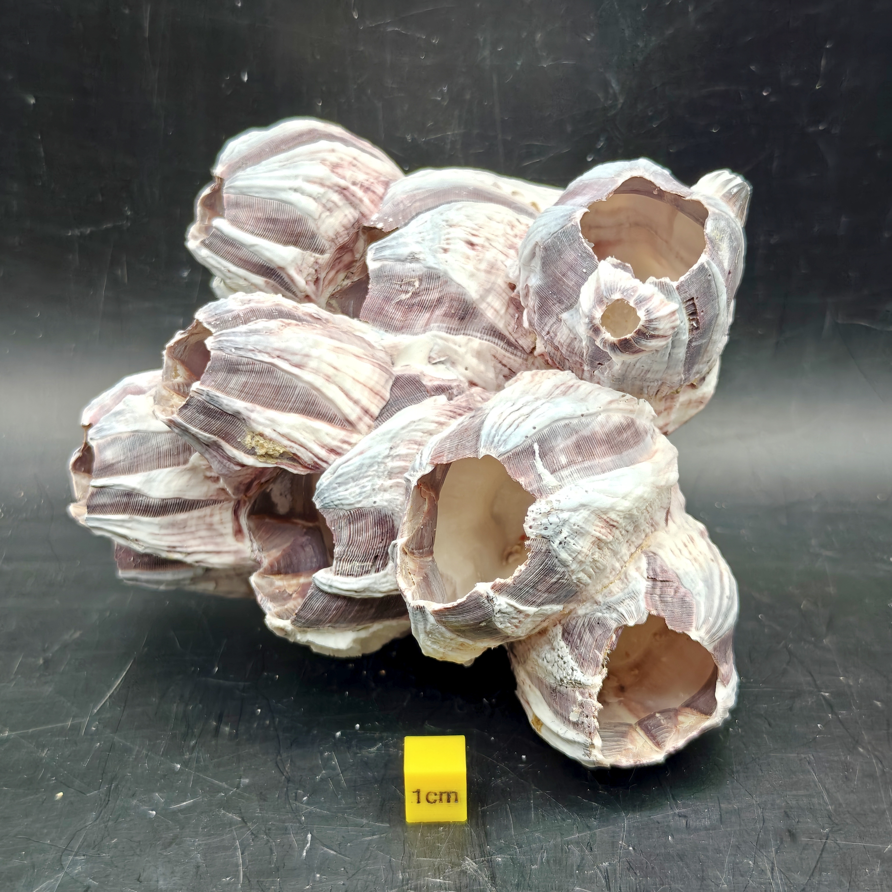 Natural Barnacle Cluster (Large)