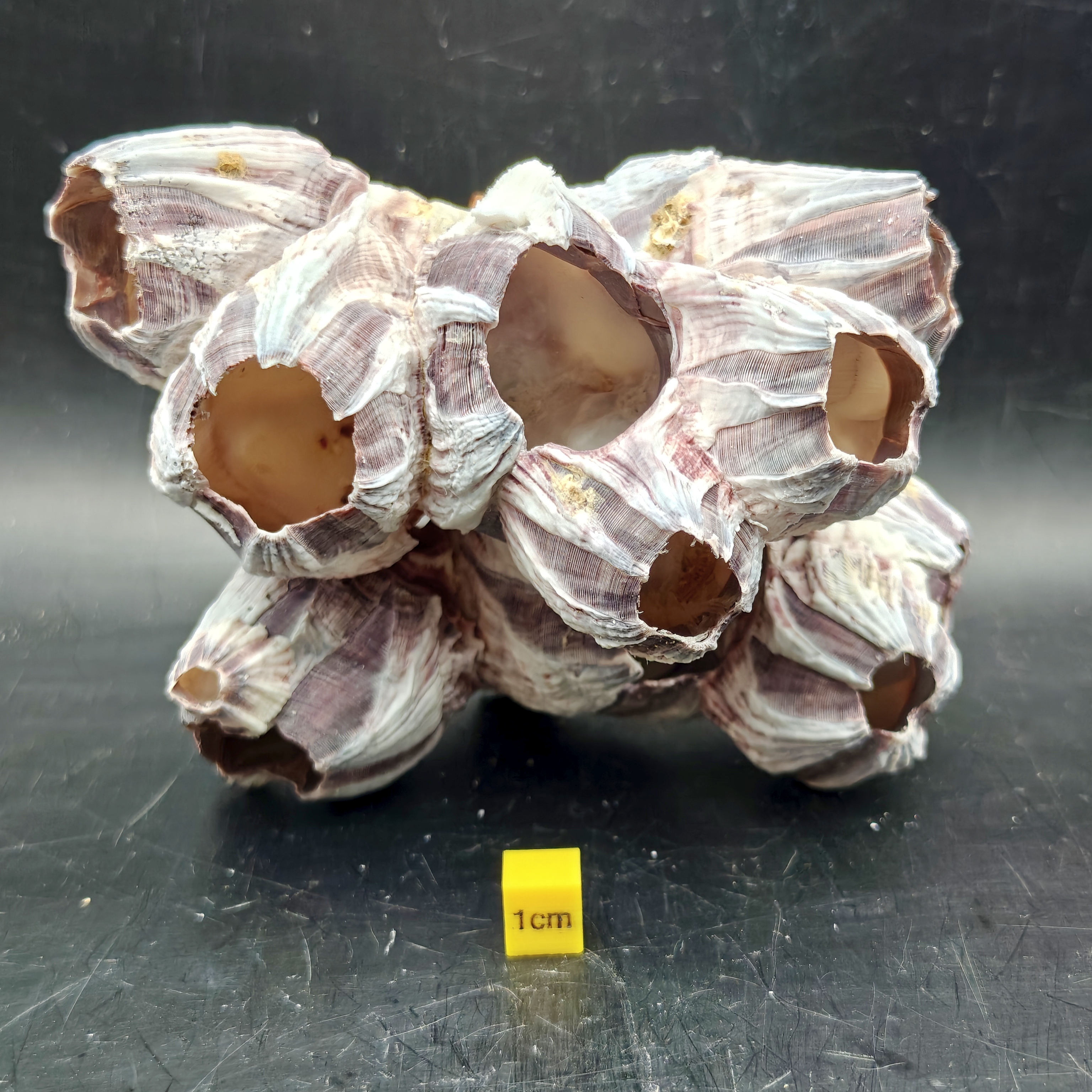 Natural Barnacle Cluster (Large)