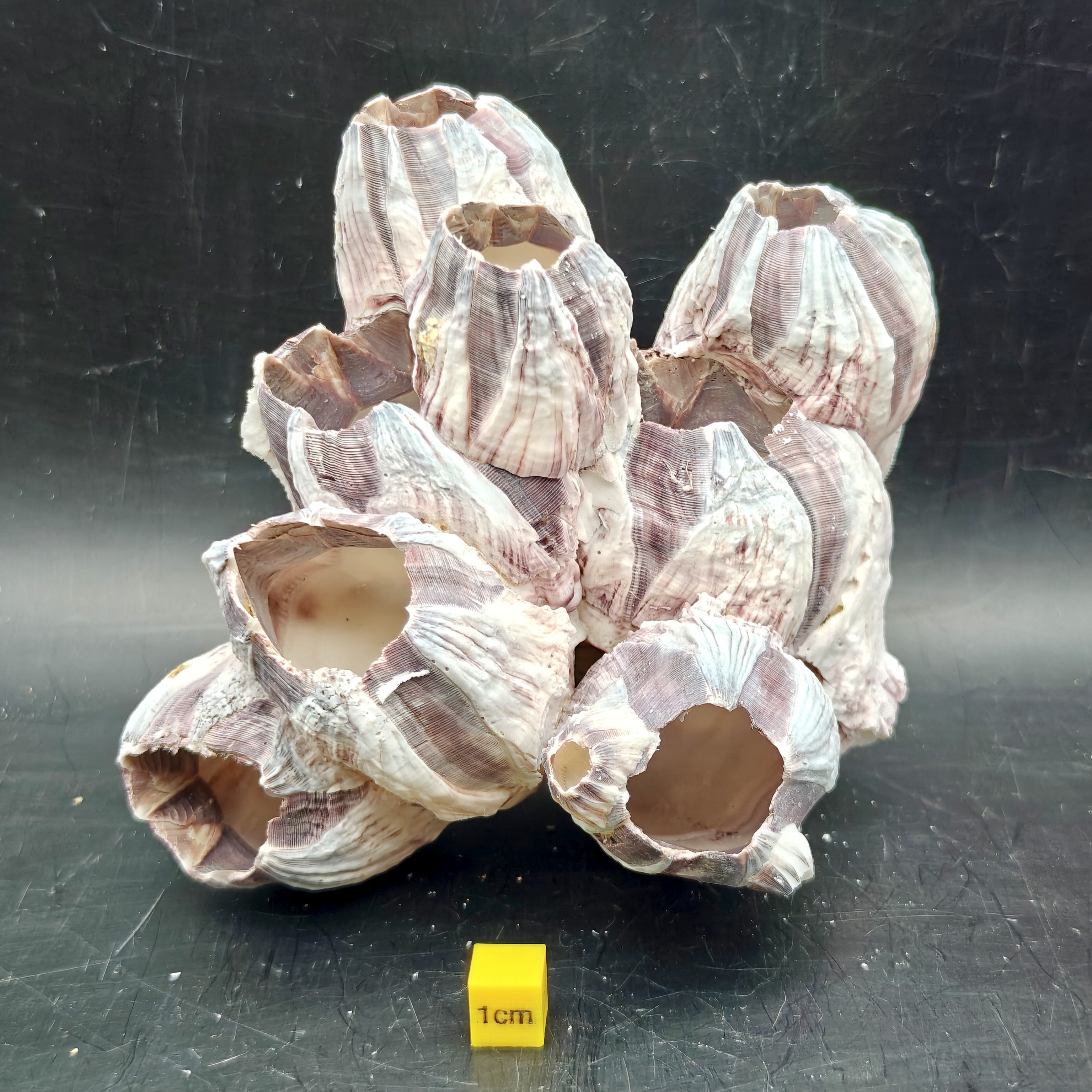 Natural Barnacle Cluster (Large)