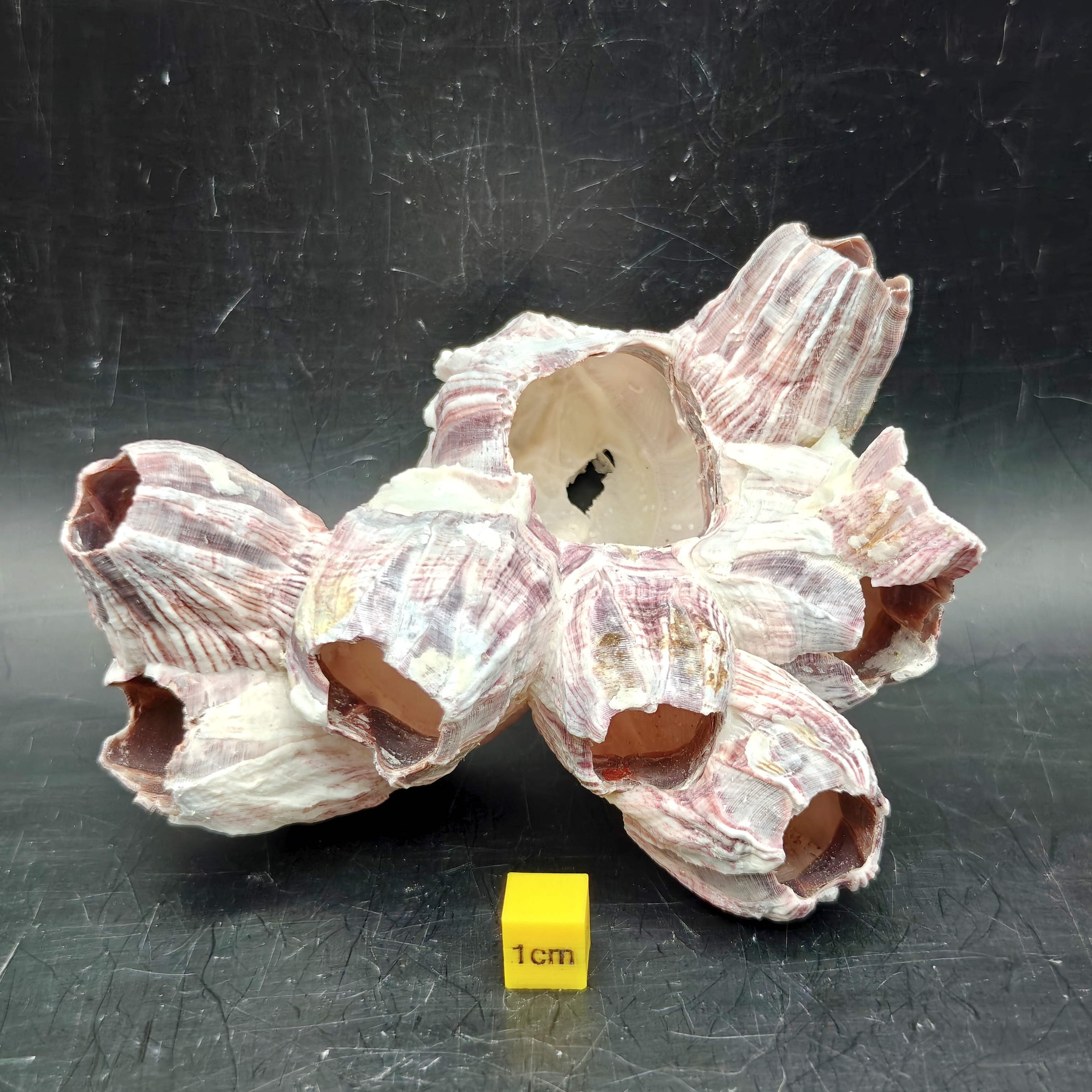 Natural Barnacle Cluster (Small)