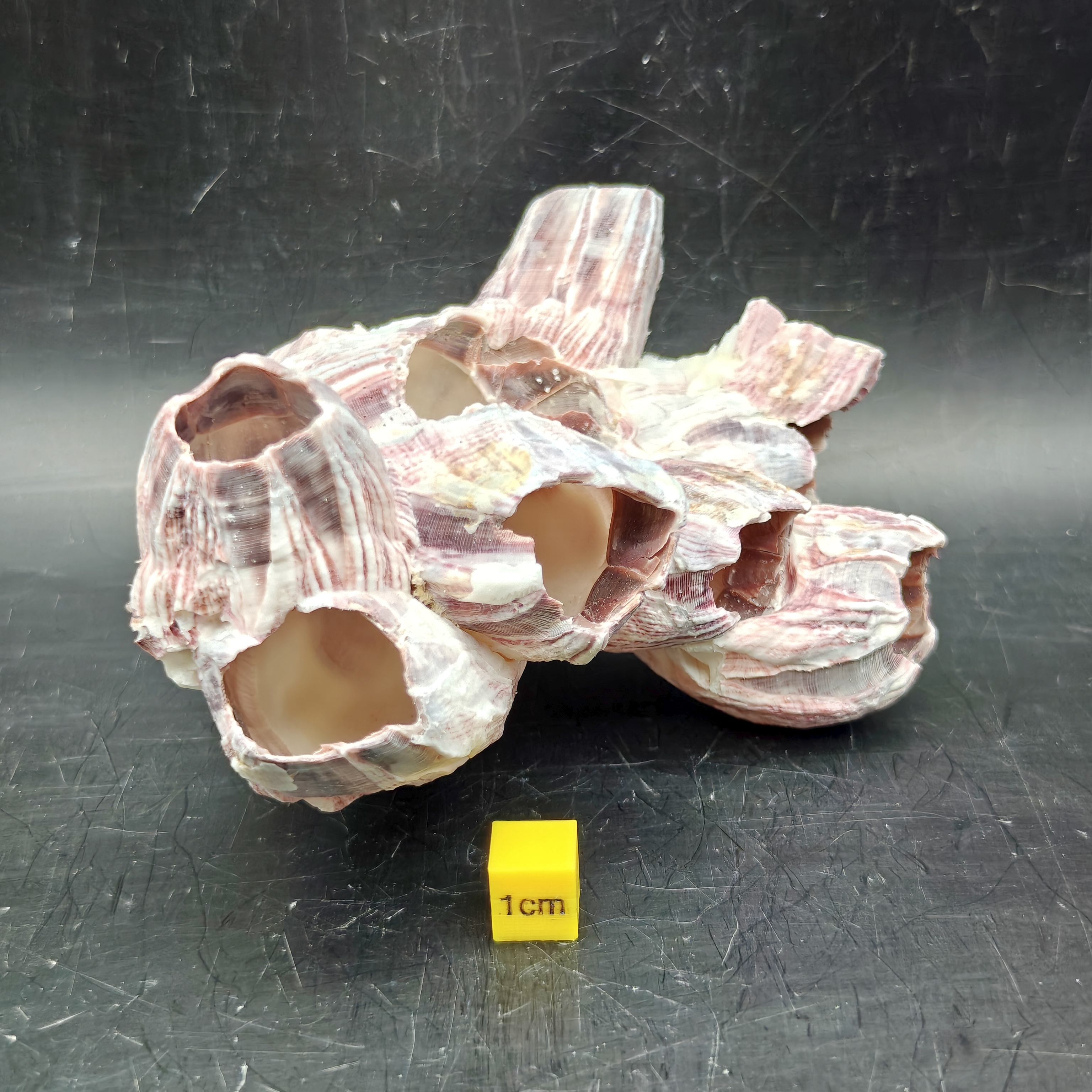 Natural Barnacle Cluster (Small)