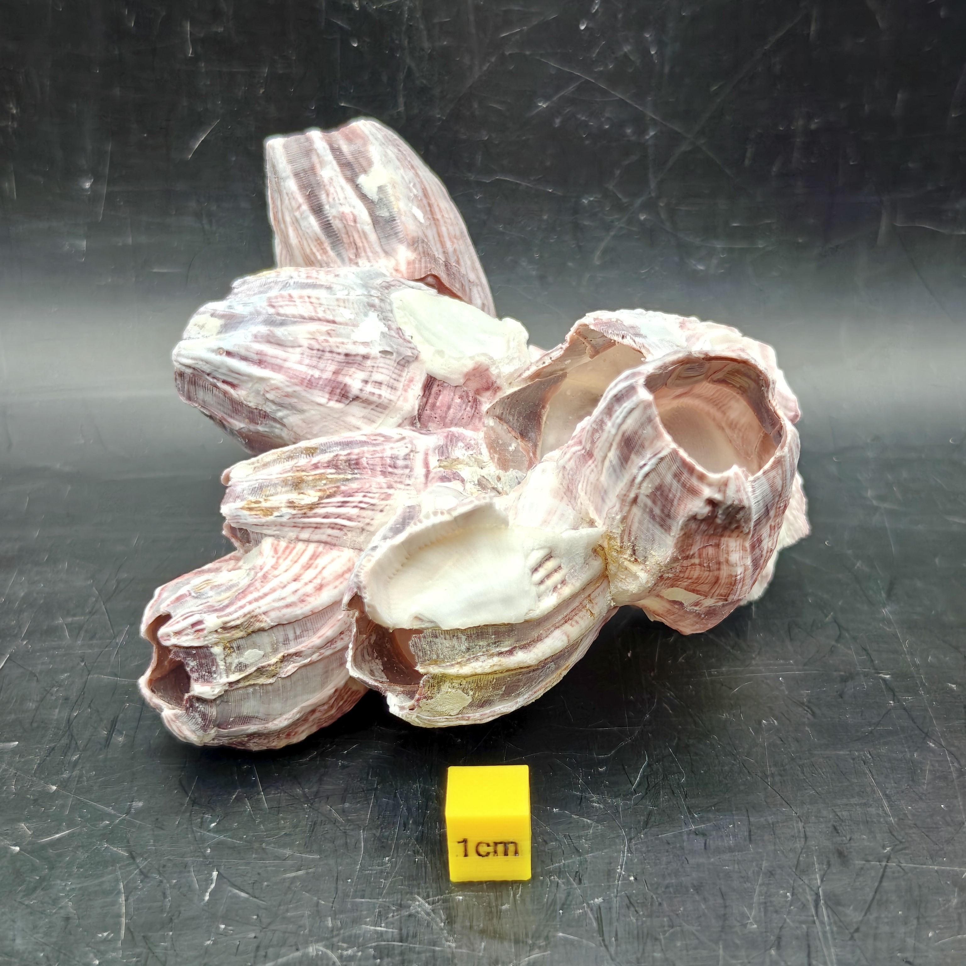 Natural Barnacle Cluster (Small)