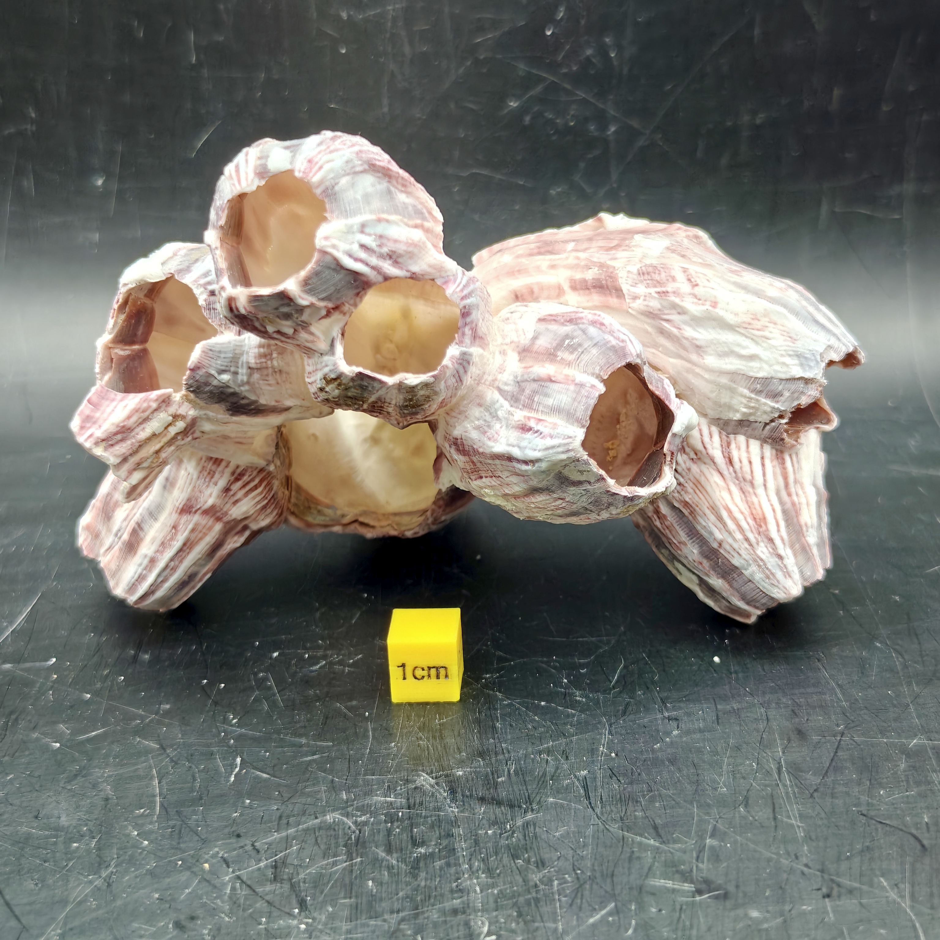 Natural Barnacle Cluster (Small)