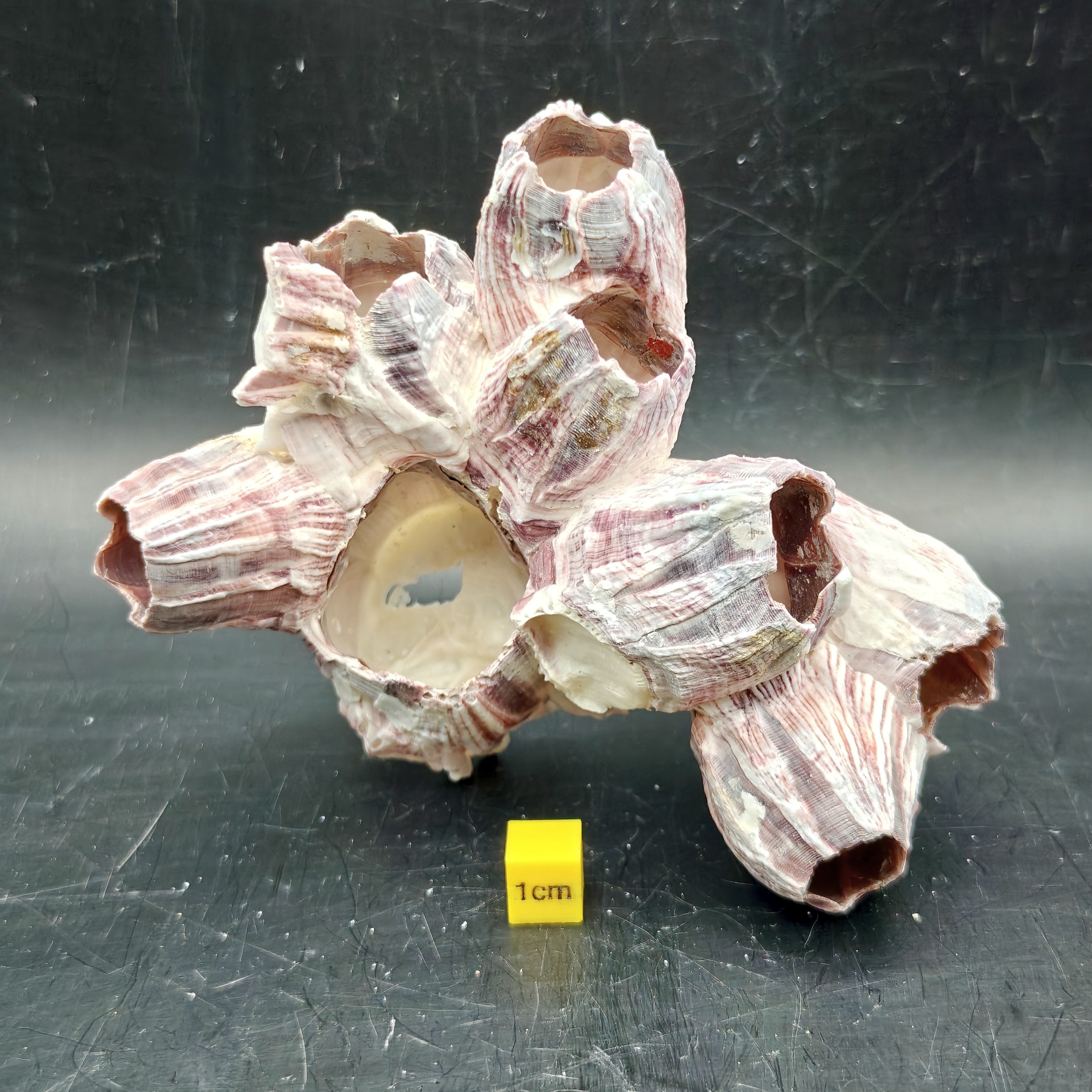 Natural Barnacle Cluster (Small)