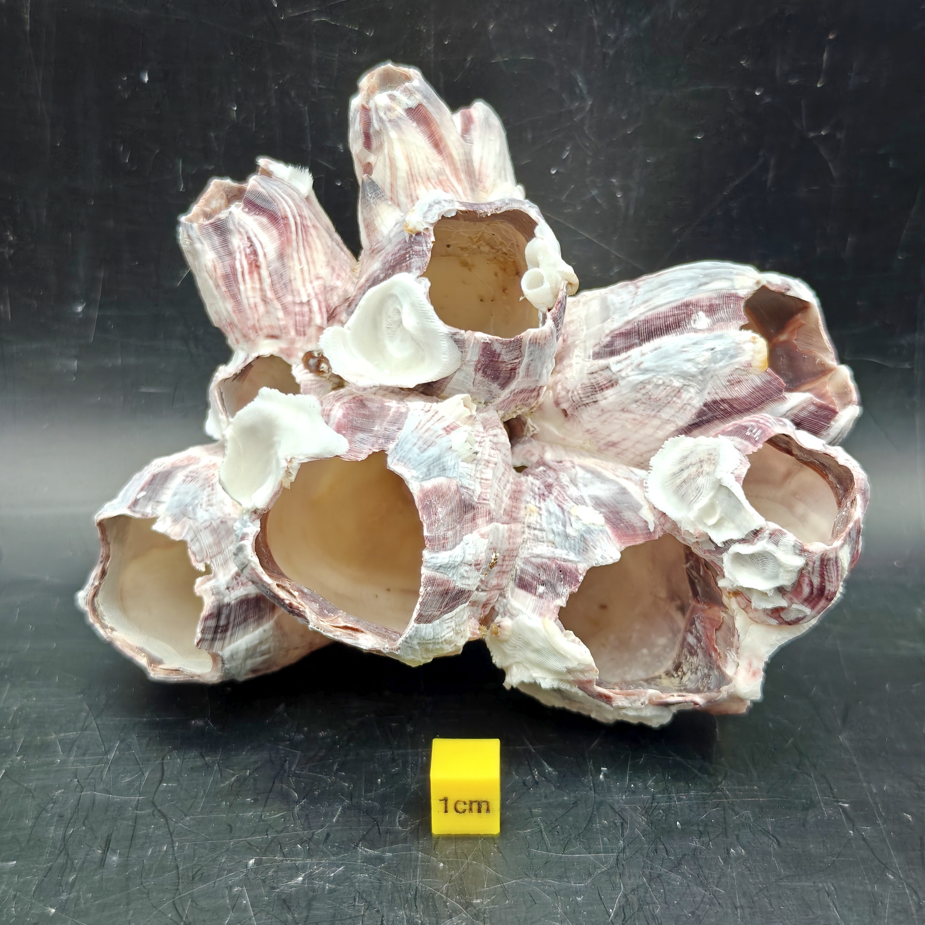 Natural Barnacle Cluster (Medium)