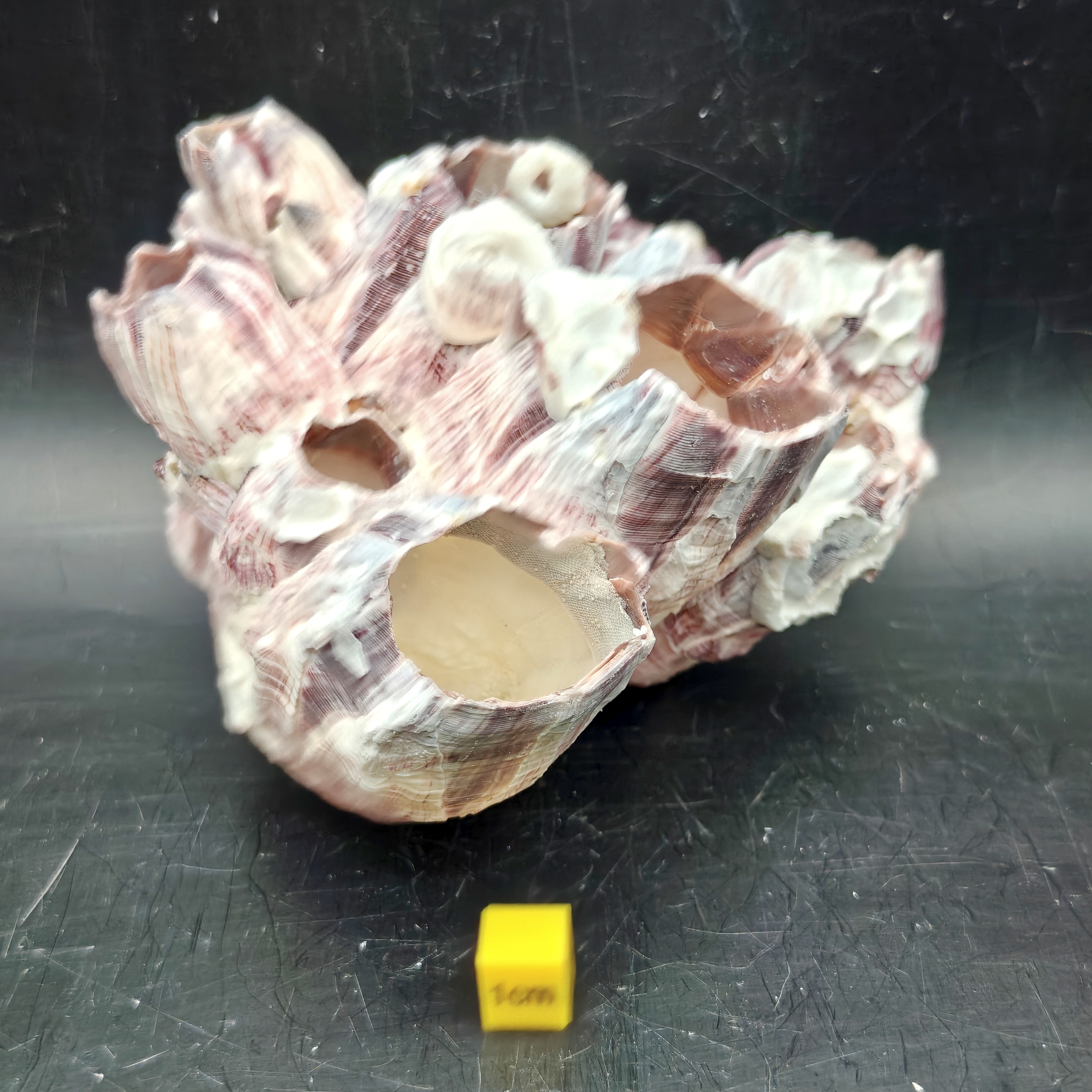 Natural Barnacle Cluster (Medium)