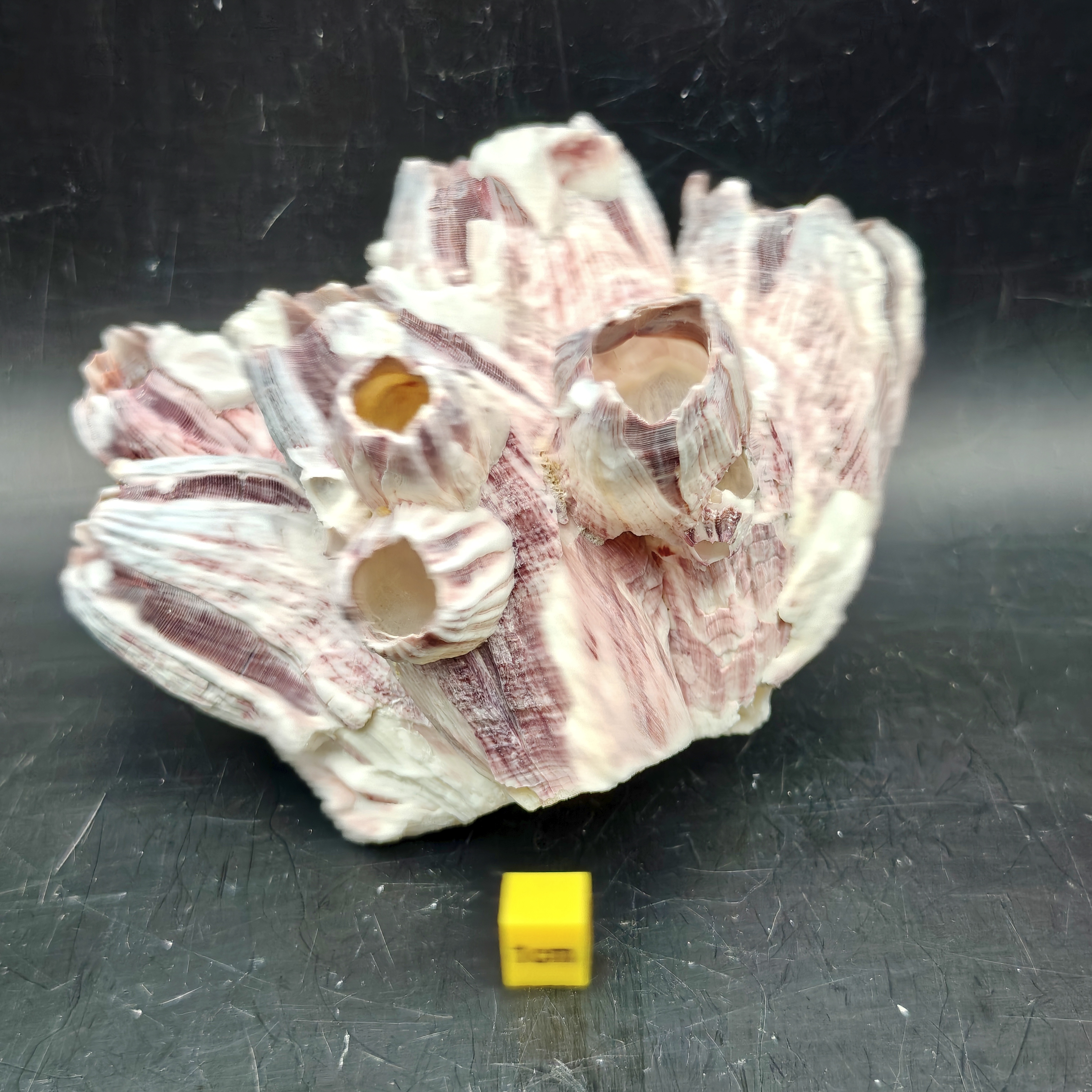 Natural Barnacle Cluster (Medium)