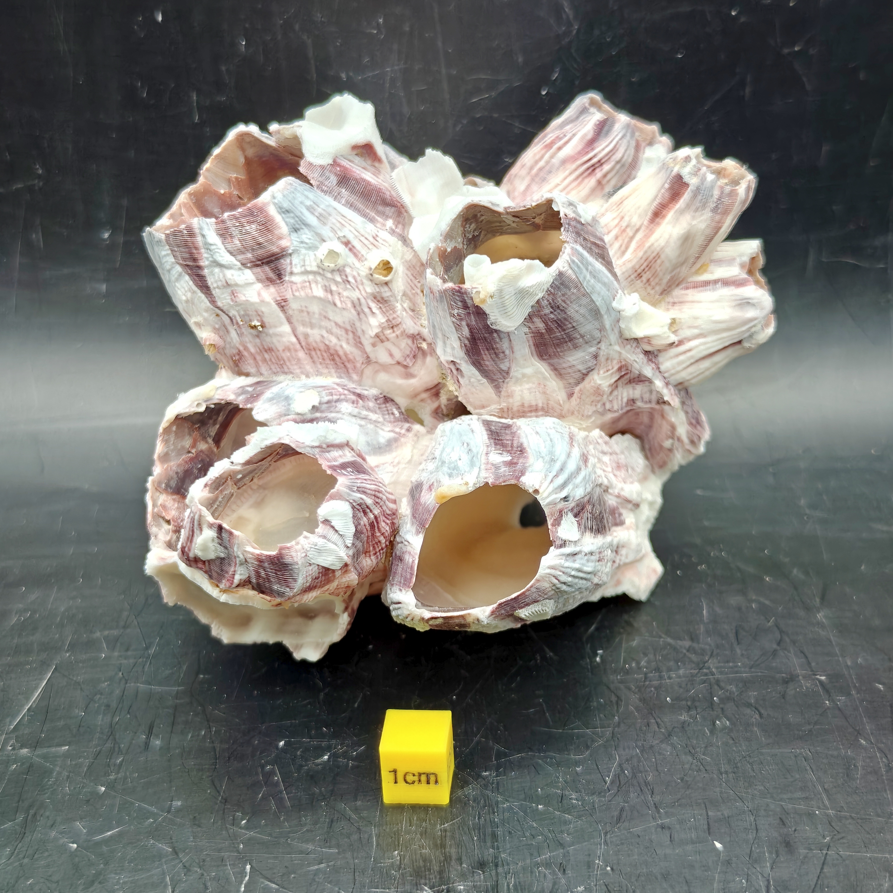 Natural Barnacle Cluster (Medium)