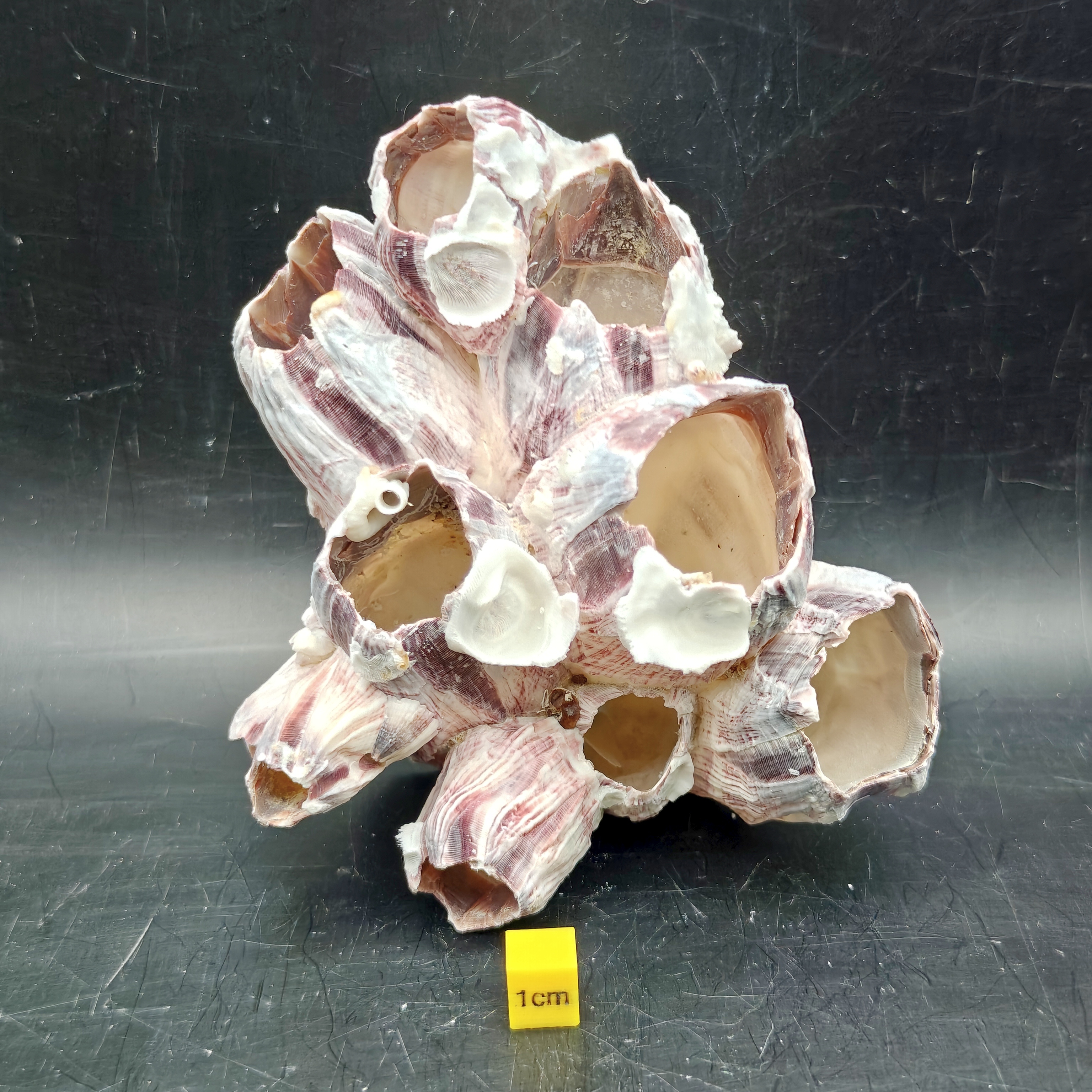 Natural Barnacle Cluster (Medium)
