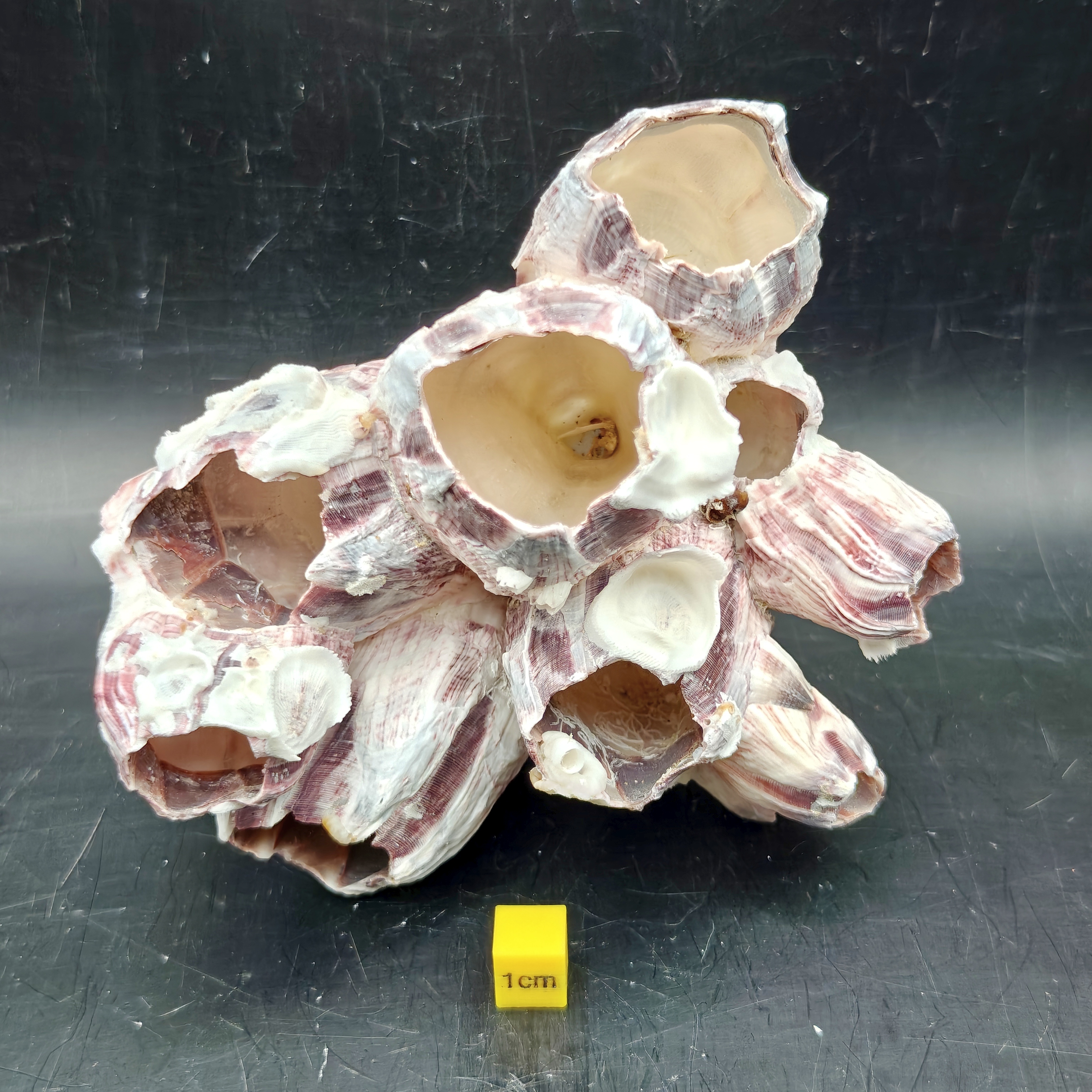 Natural Barnacle Cluster (Medium)