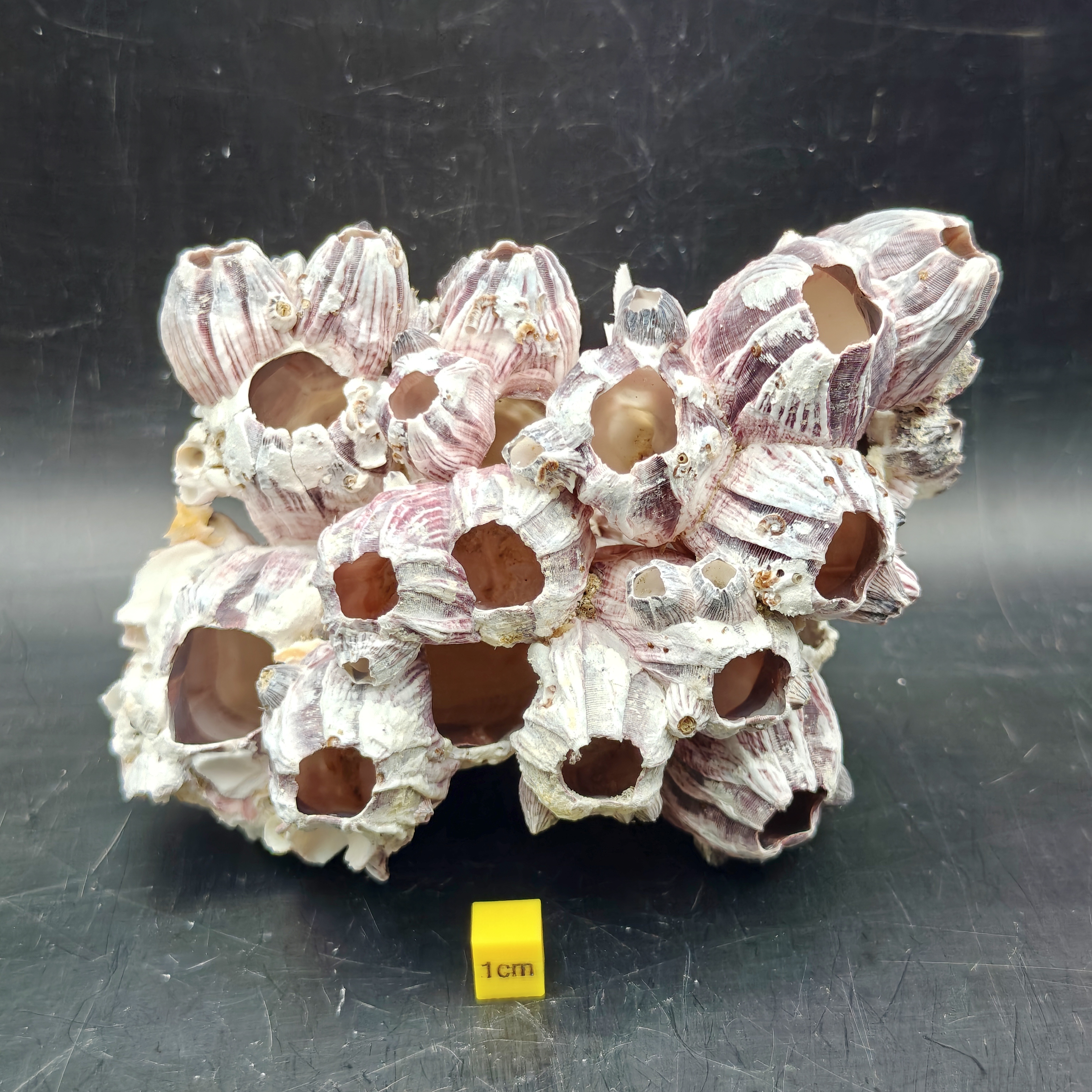 Natural Barnacle Cluster (Large)