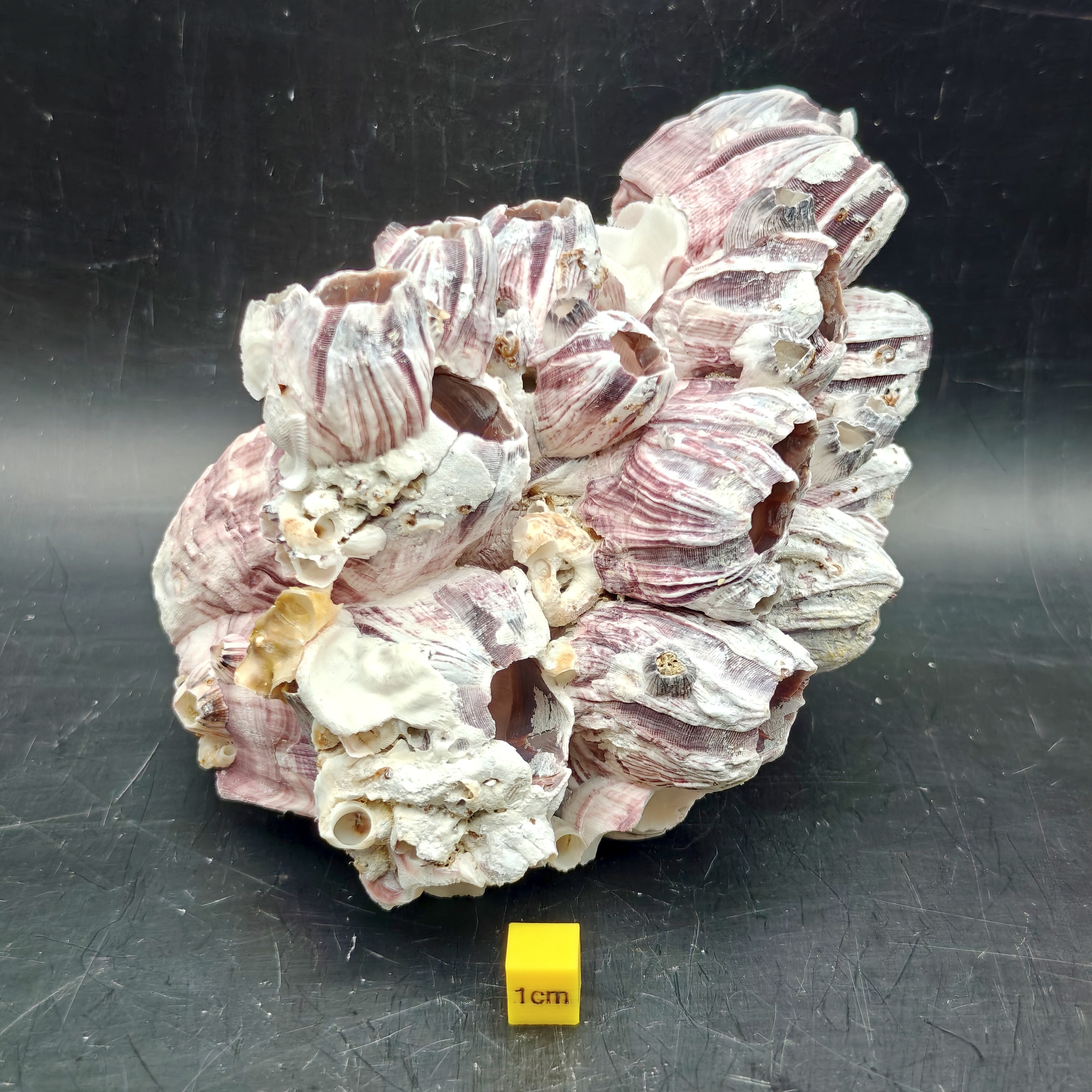 Natural Barnacle Cluster (Large)