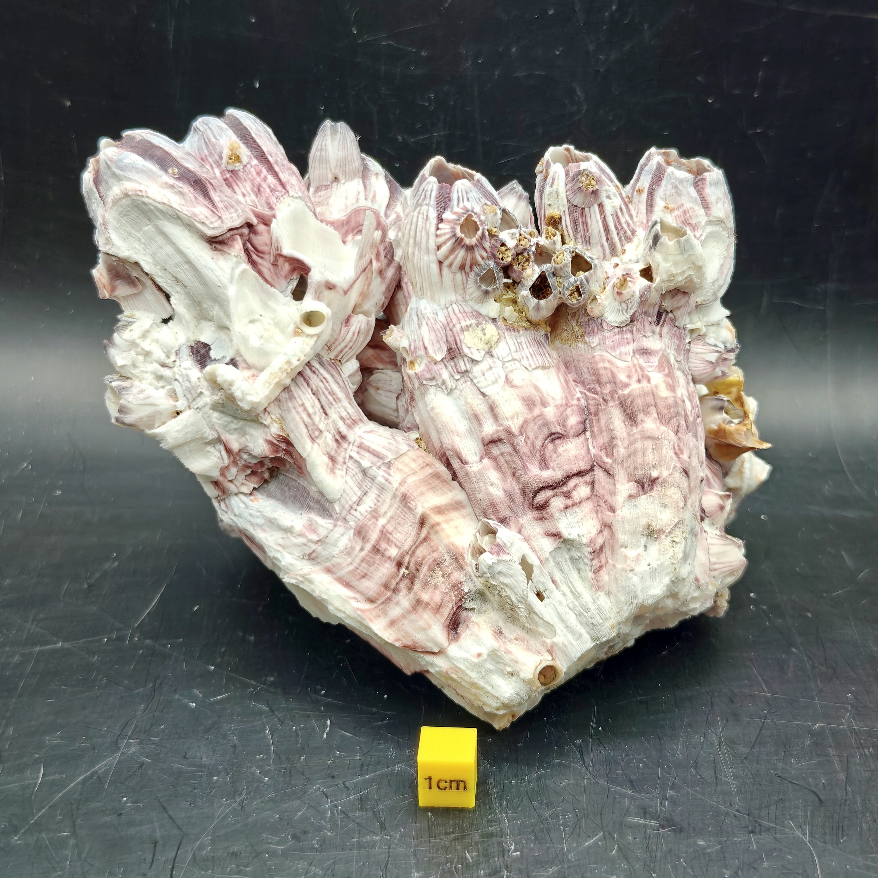 Natural Barnacle Cluster (Large)