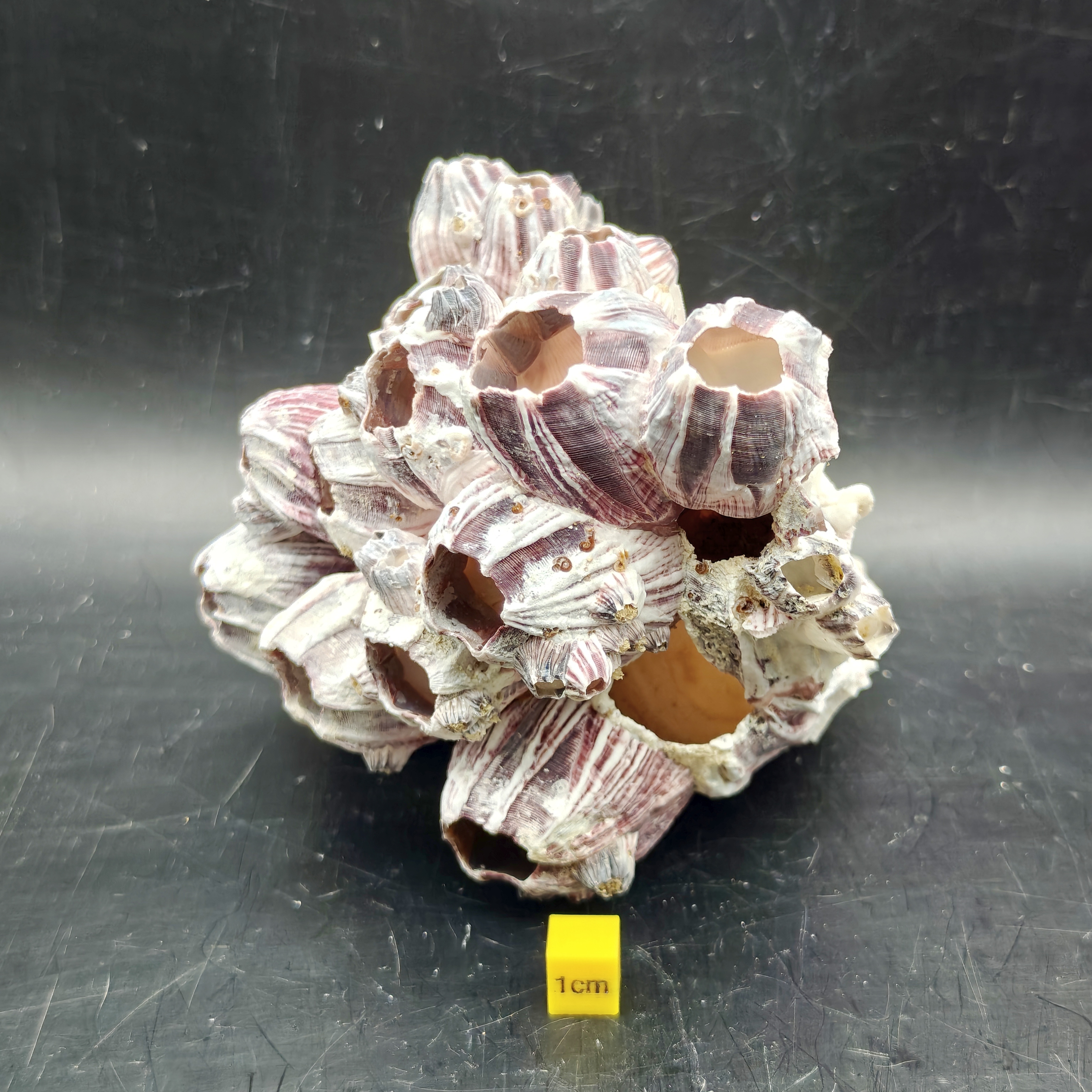 Natural Barnacle Cluster (Large)
