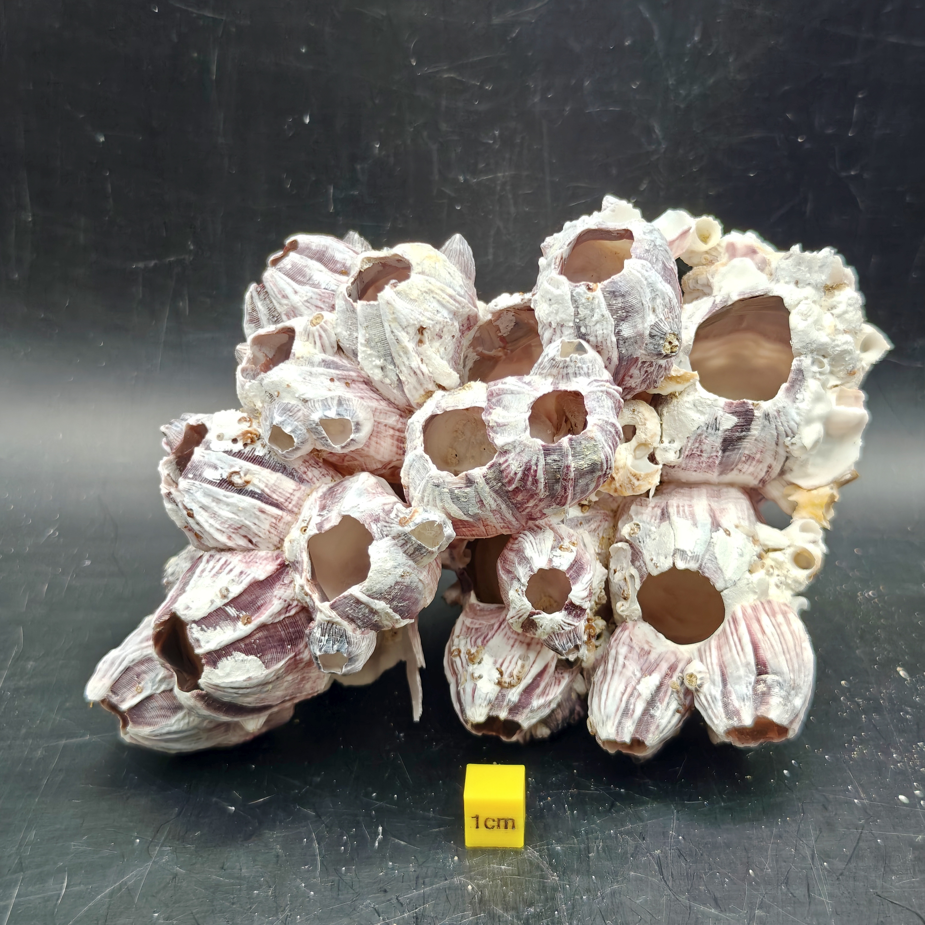 Natural Barnacle Cluster (Large)