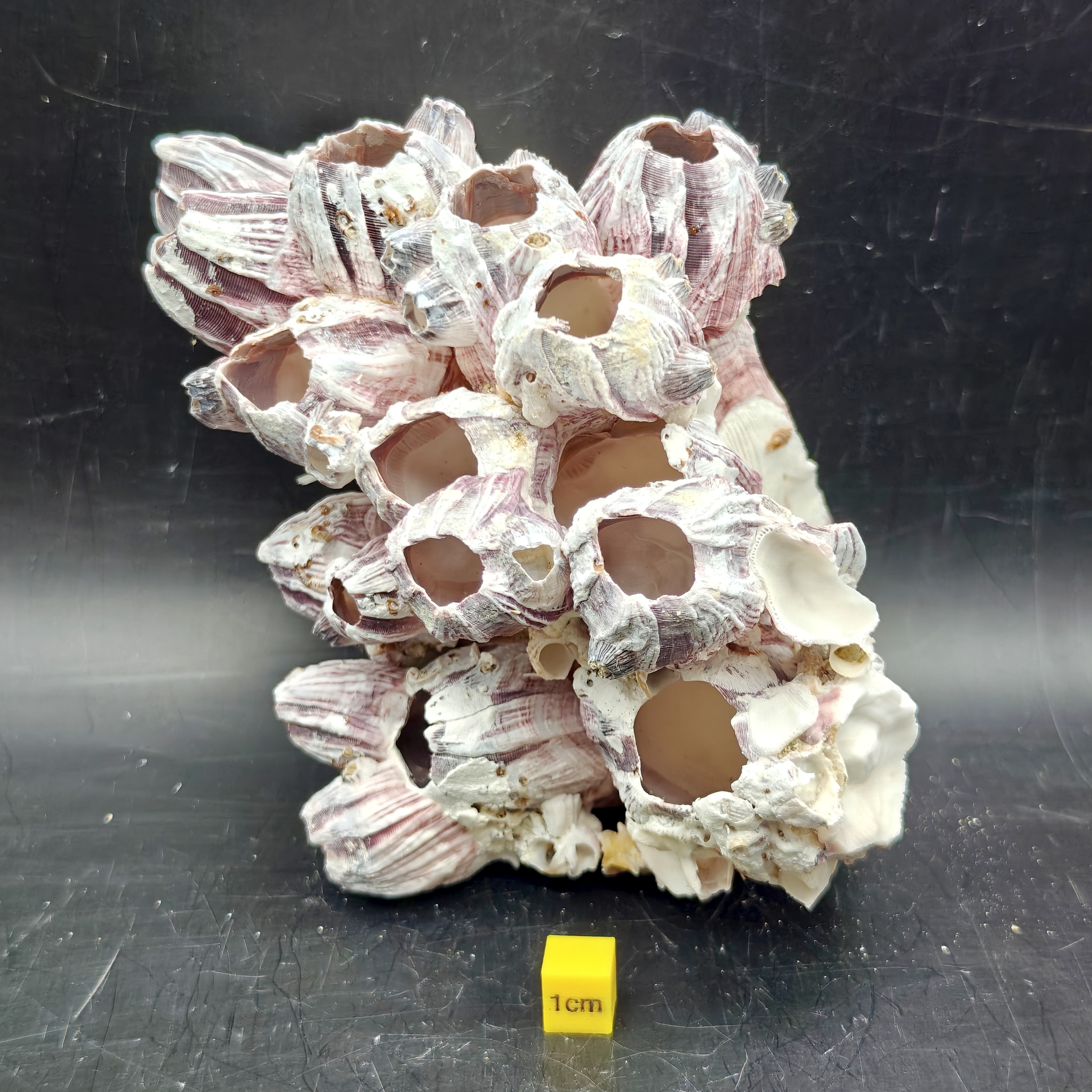 Natural Barnacle Cluster (Large)