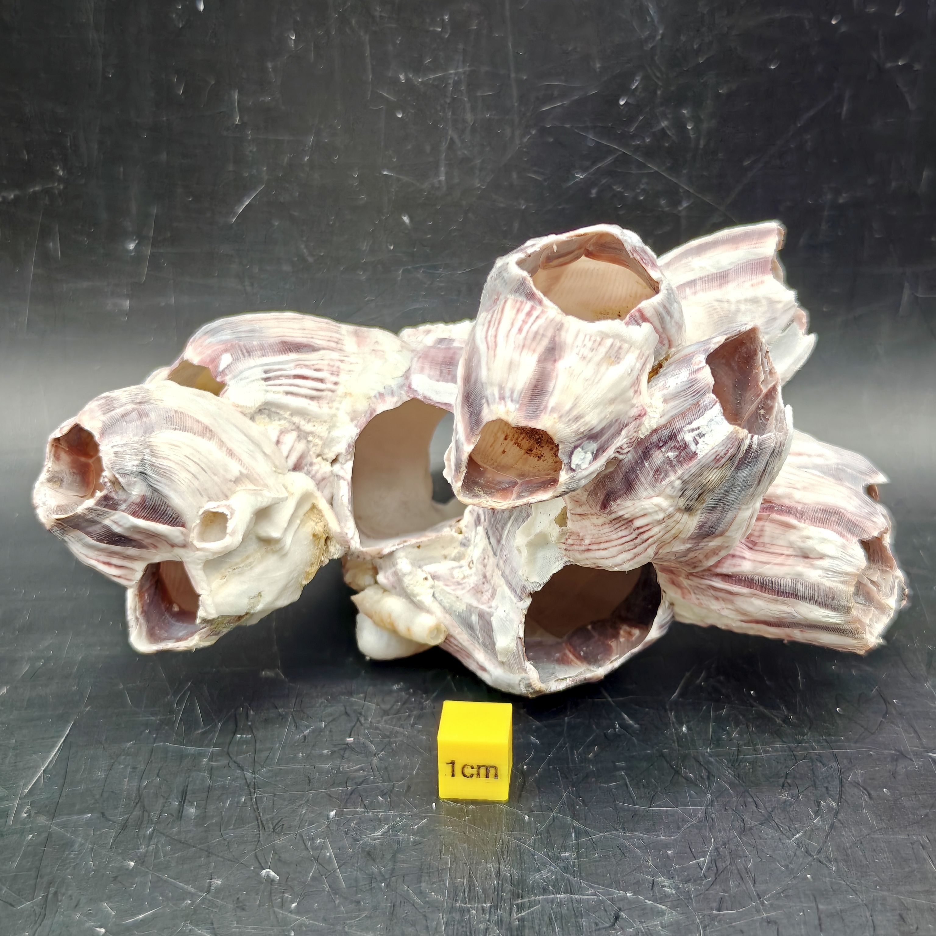 Natural Barnacle Cluster (Small)