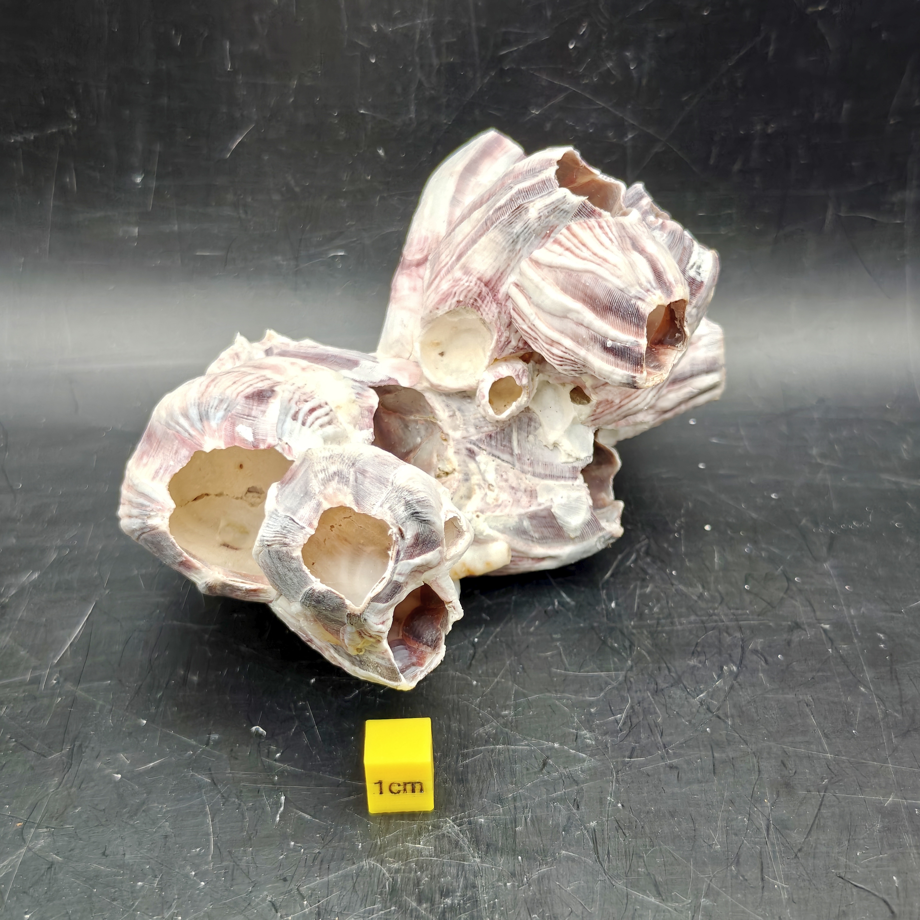 Natural Barnacle Cluster (Small)