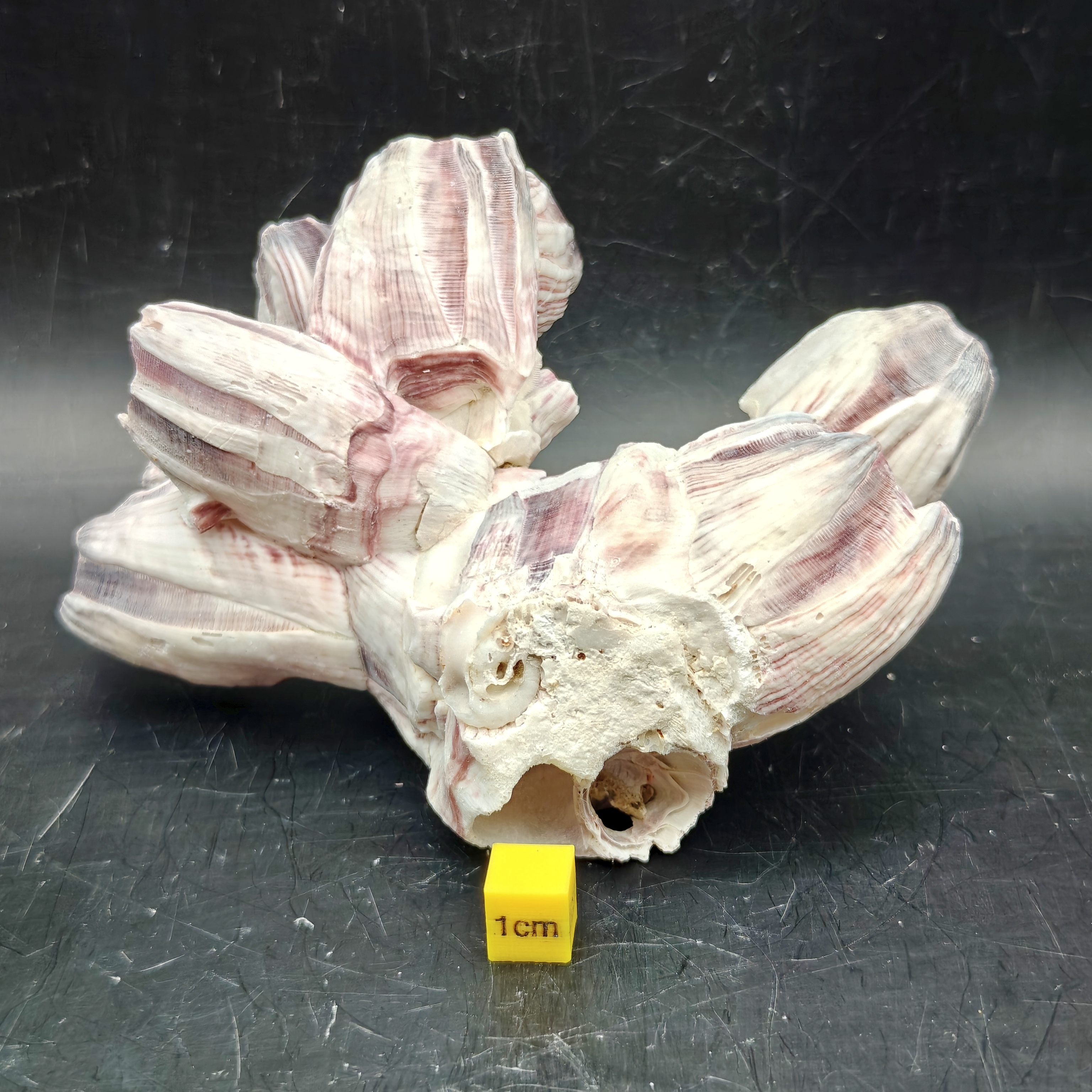 Natural Barnacle Cluster (Small)