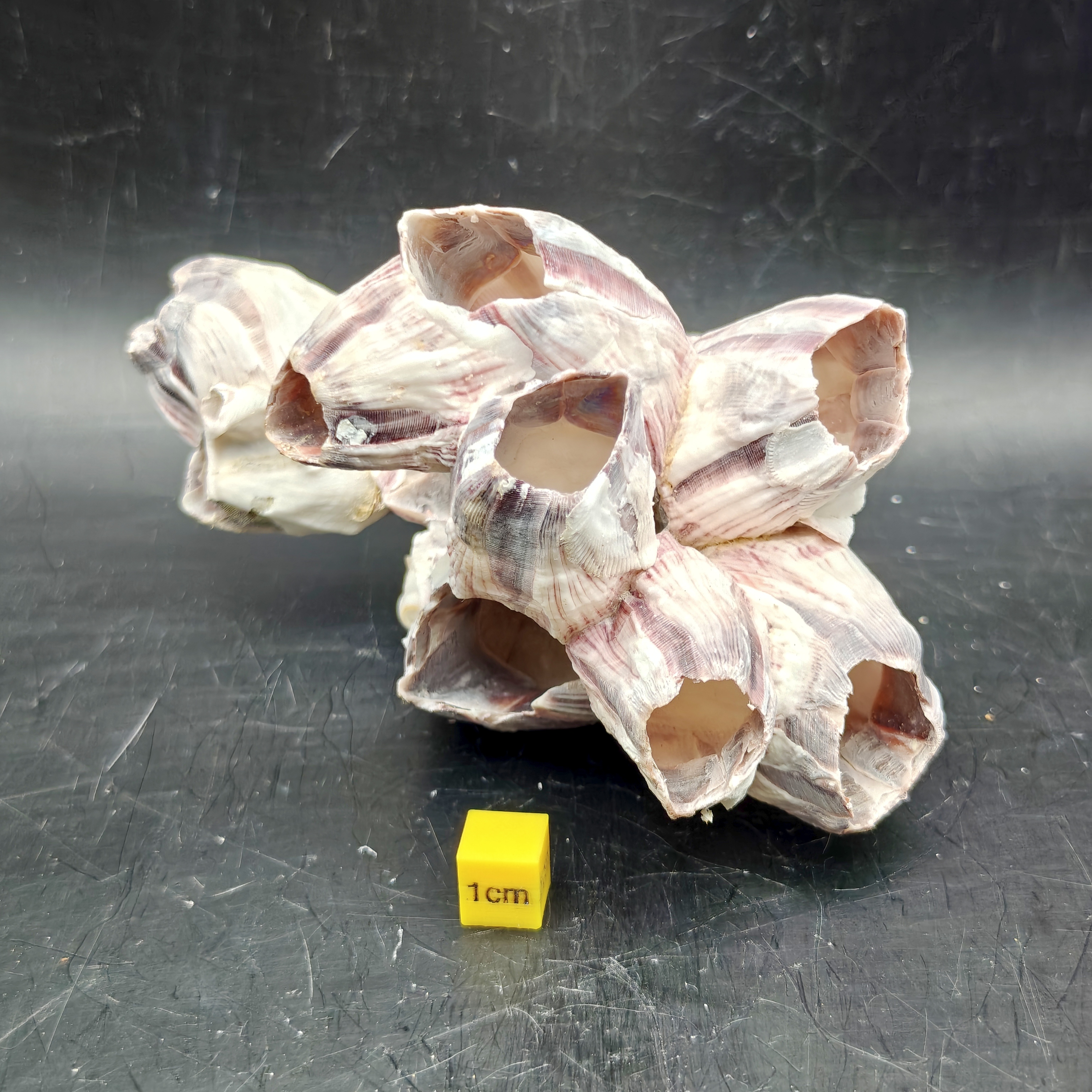 Natural Barnacle Cluster (Small)
