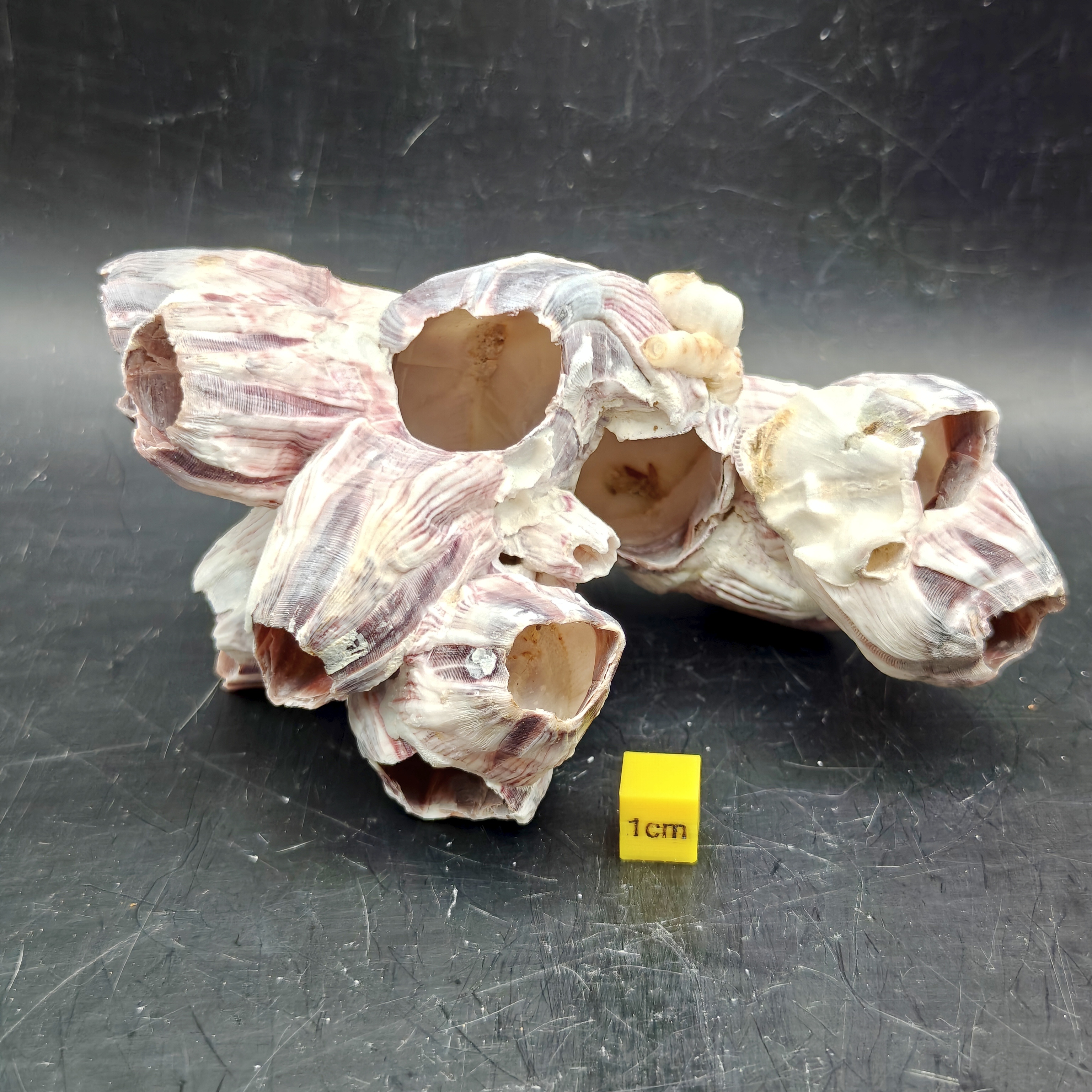 Natural Barnacle Cluster (Small)