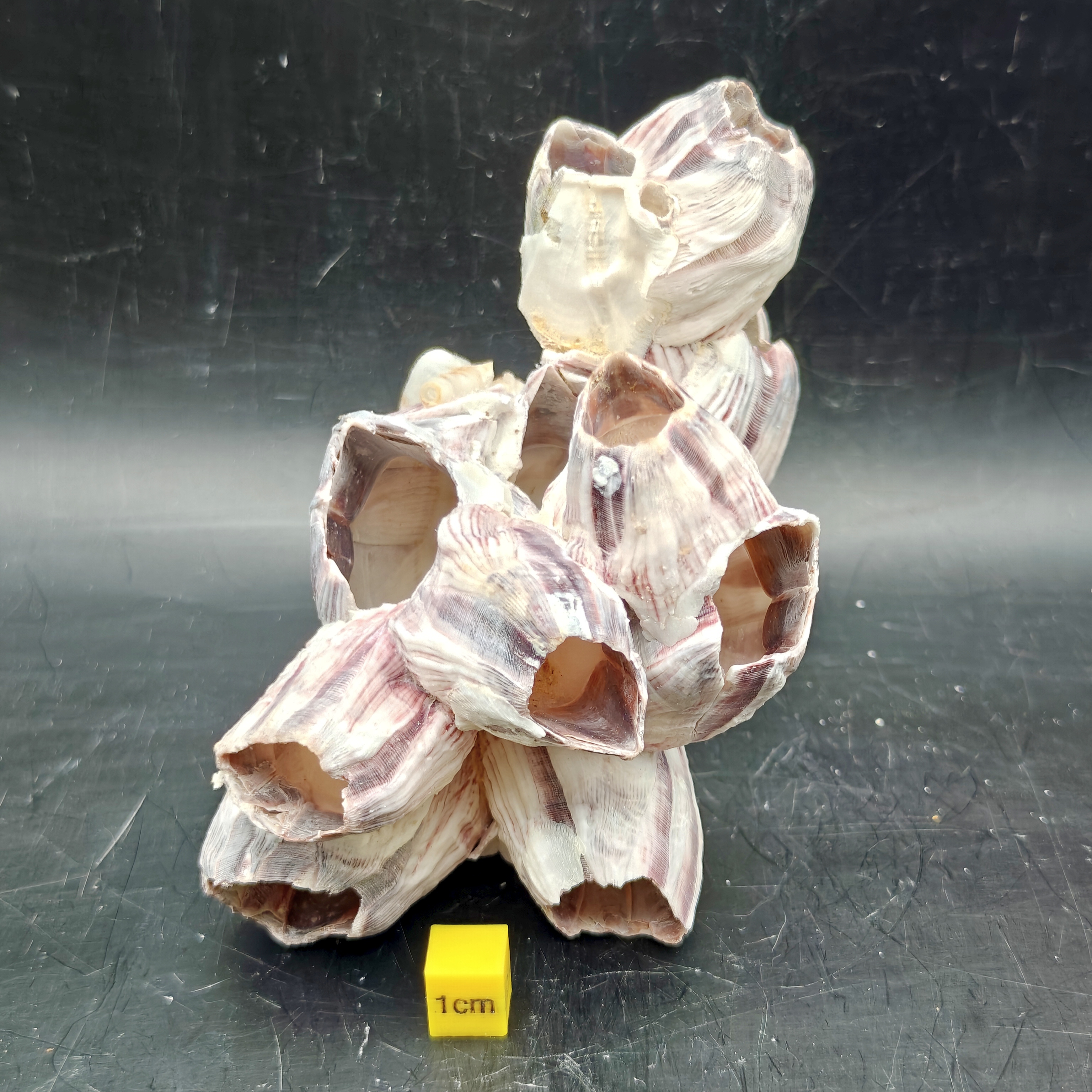 Natural Barnacle Cluster (Small)