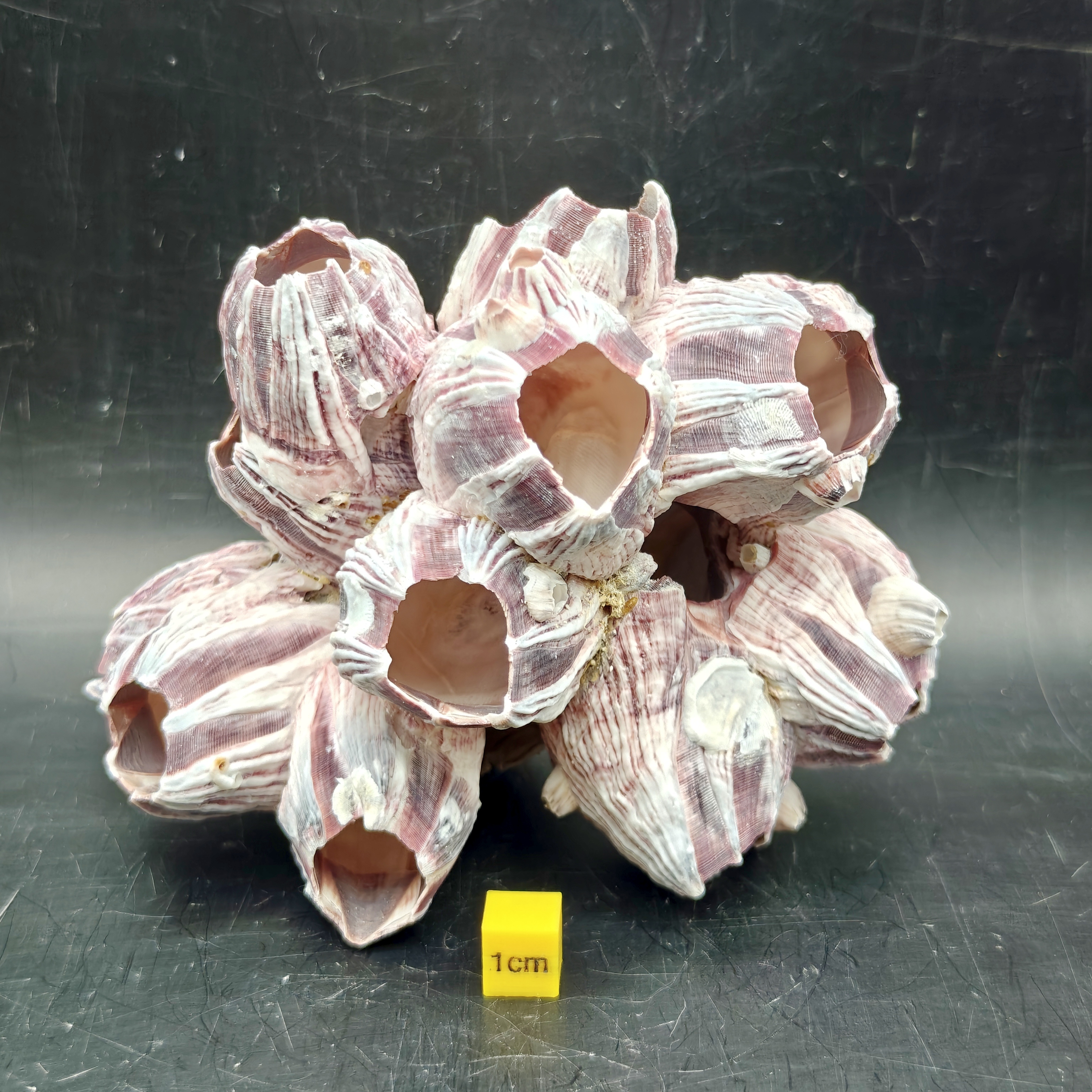 Natural Barnacle Cluster (Medium)