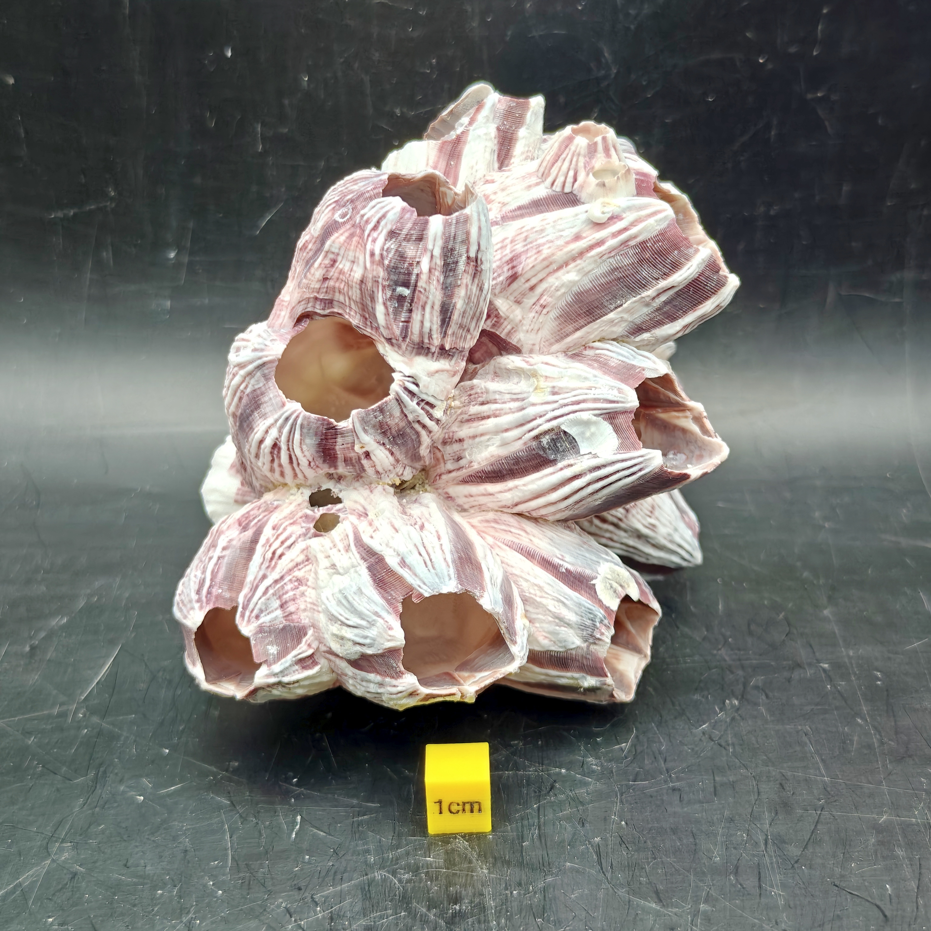 Natural Barnacle Cluster (Medium)