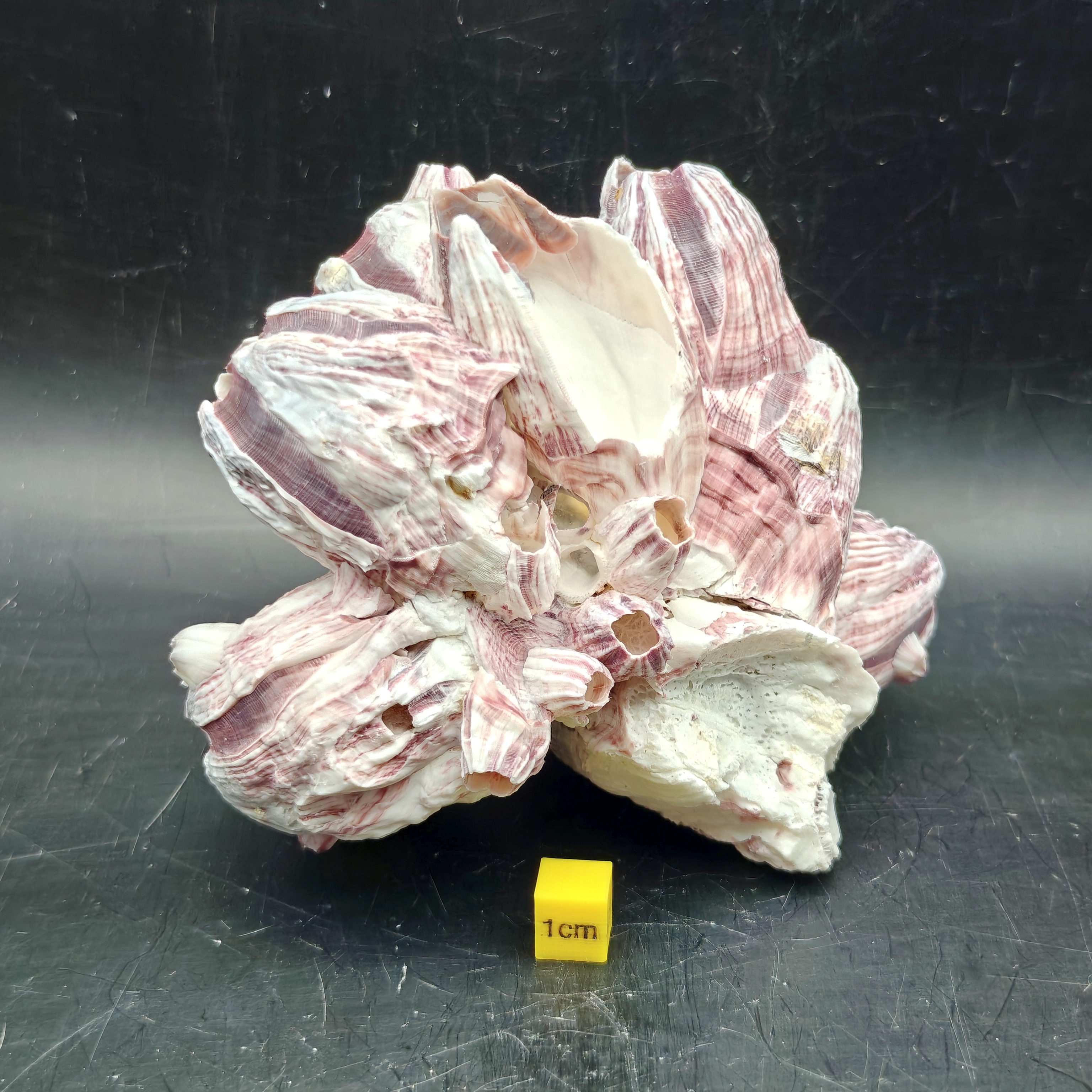 Natural Barnacle Cluster (Medium)
