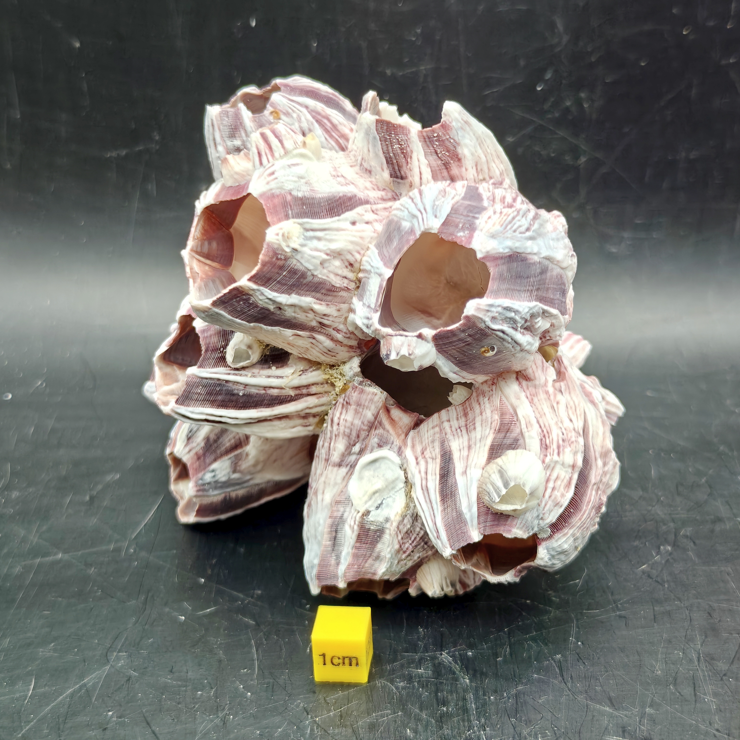 Natural Barnacle Cluster (Medium)