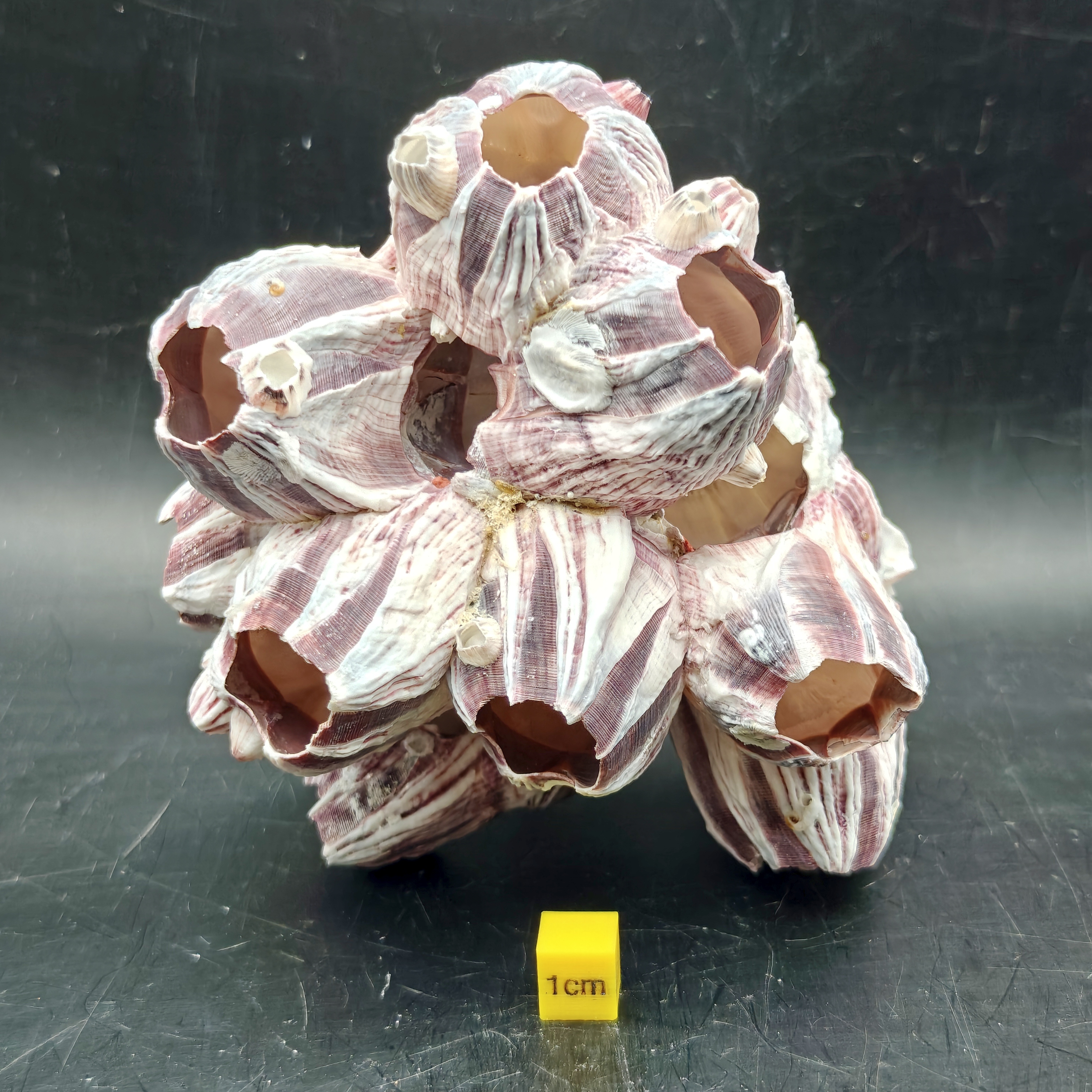 Natural Barnacle Cluster (Medium)