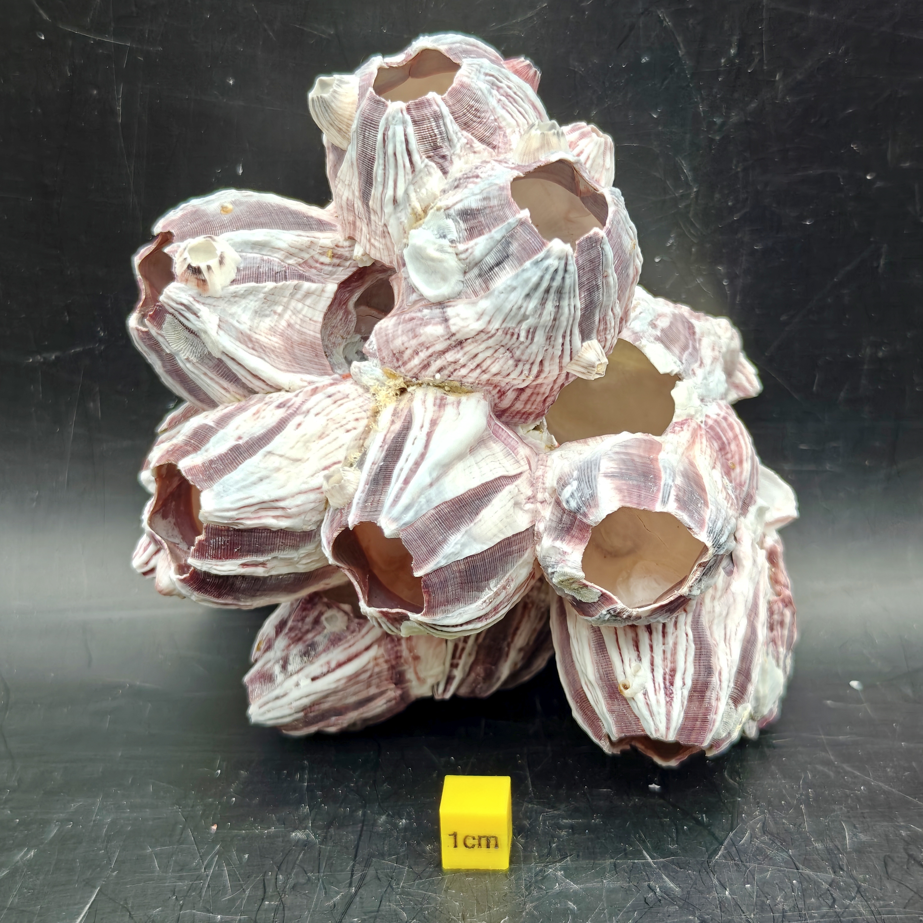 Natural Barnacle Cluster (Medium)