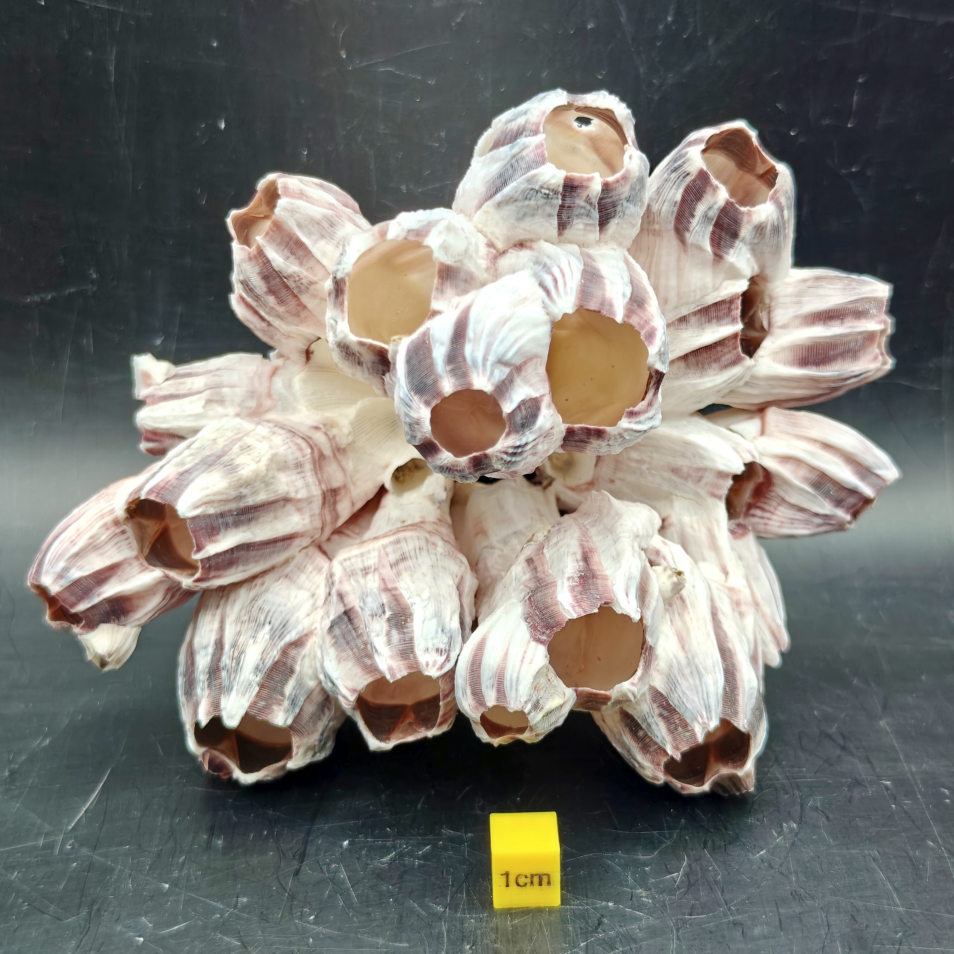 Natural Barnacle Cluster (Large)