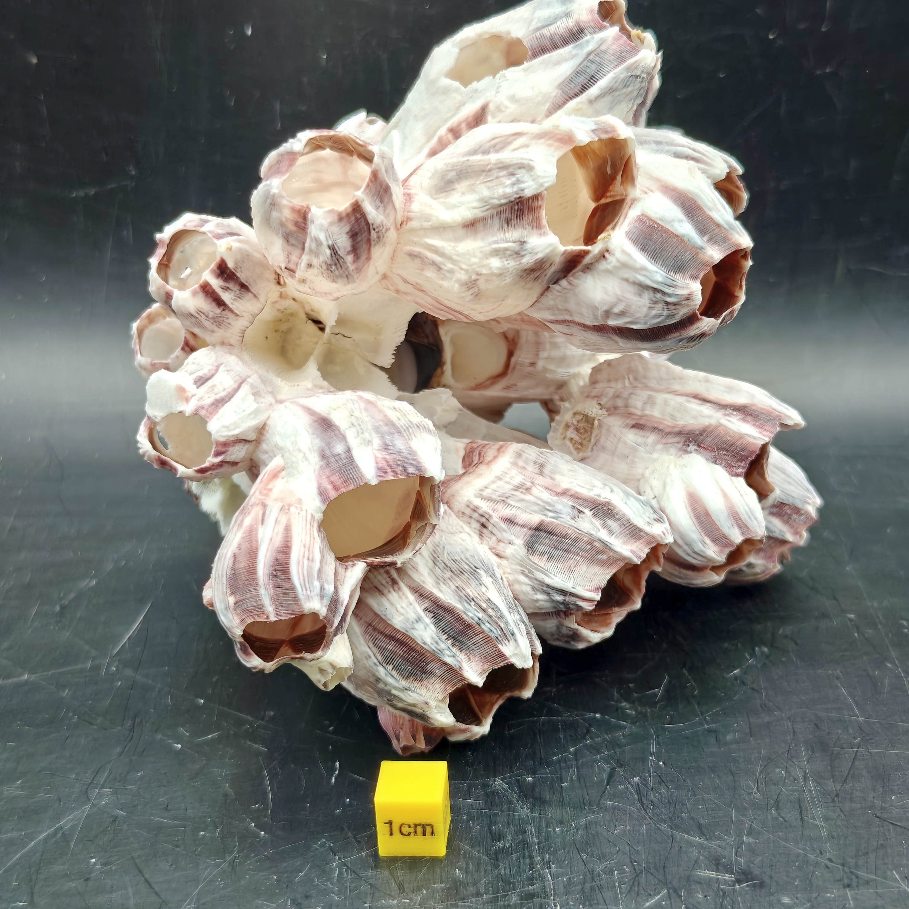 Natural Barnacle Cluster (Large)