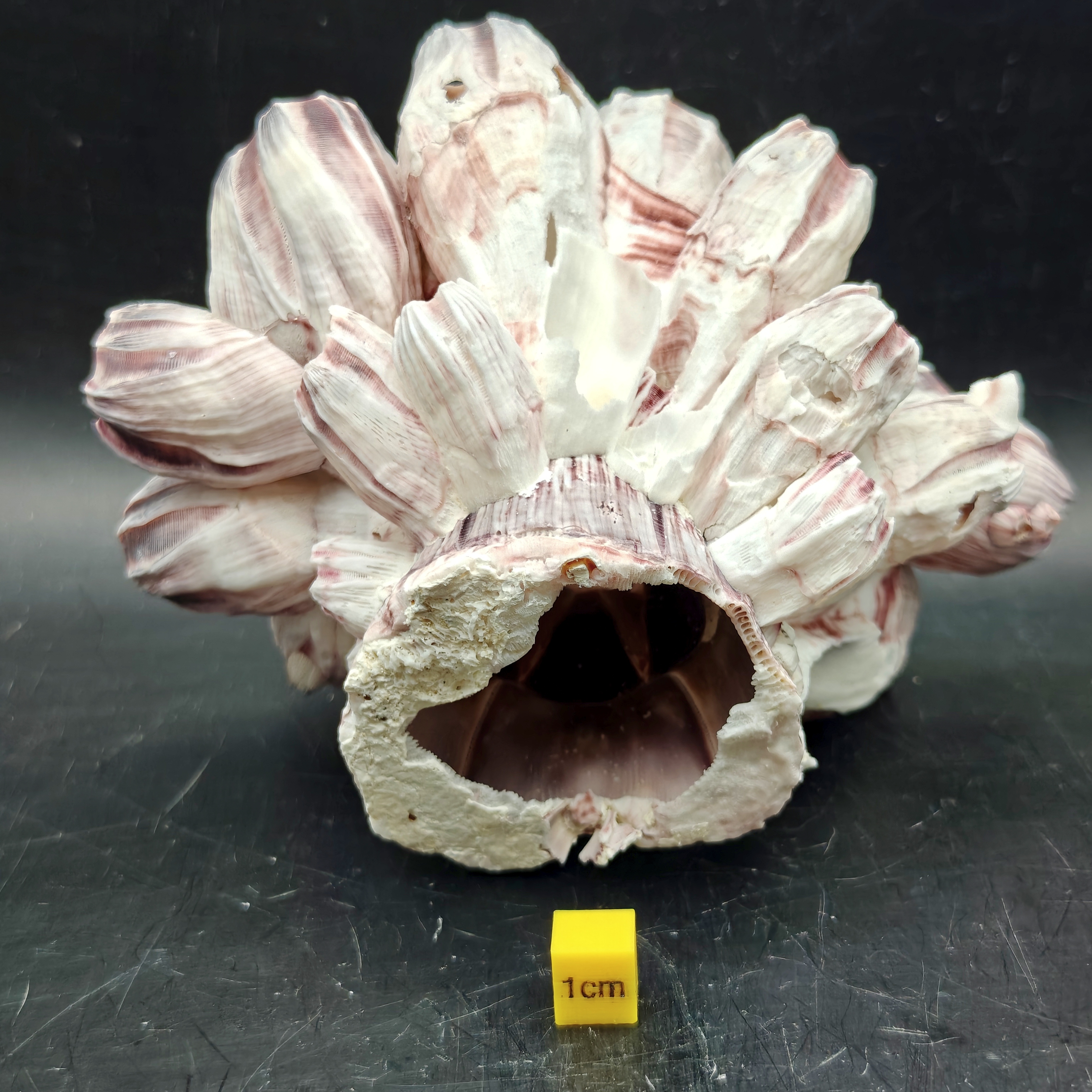 Natural Barnacle Cluster (Large)