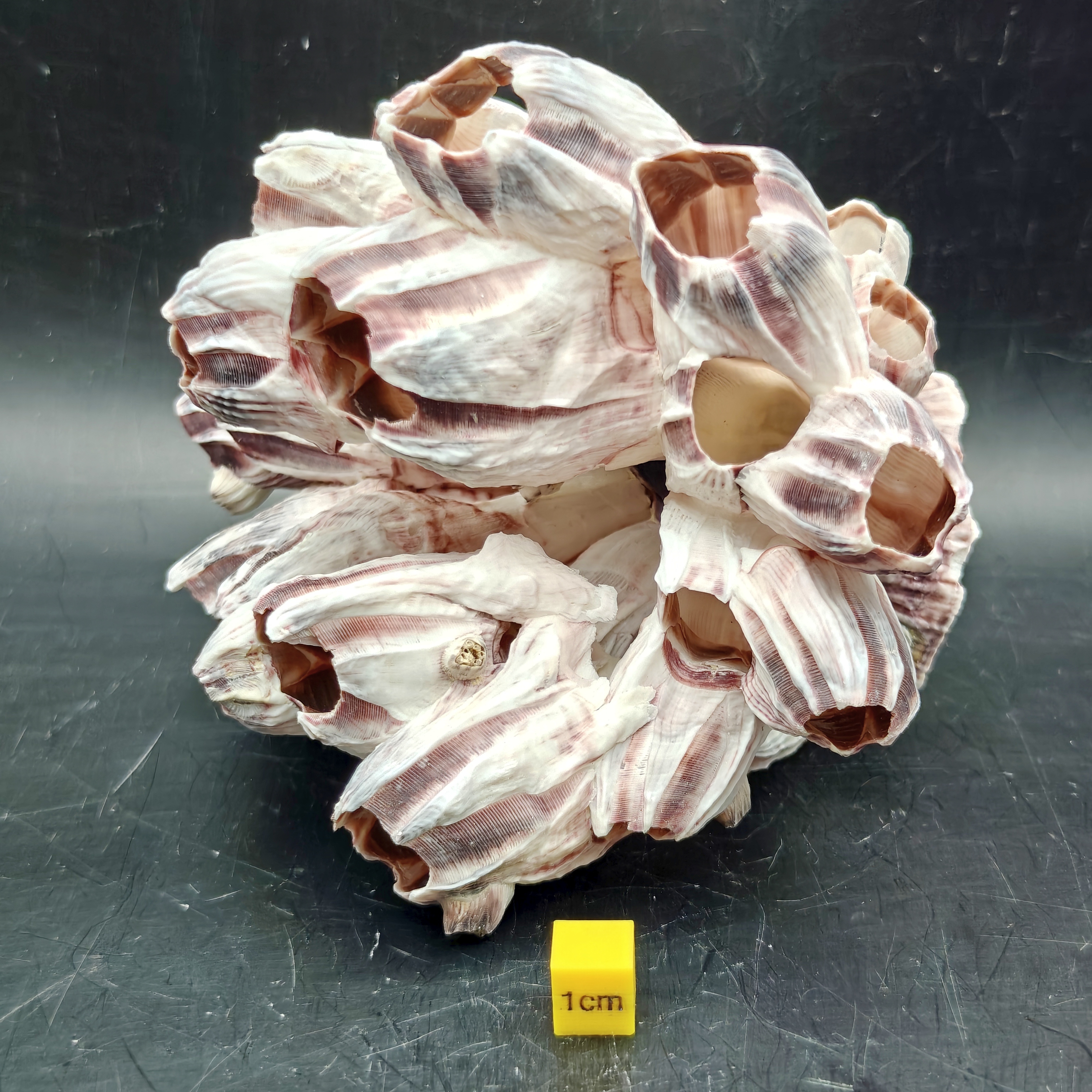 Natural Barnacle Cluster (Large)