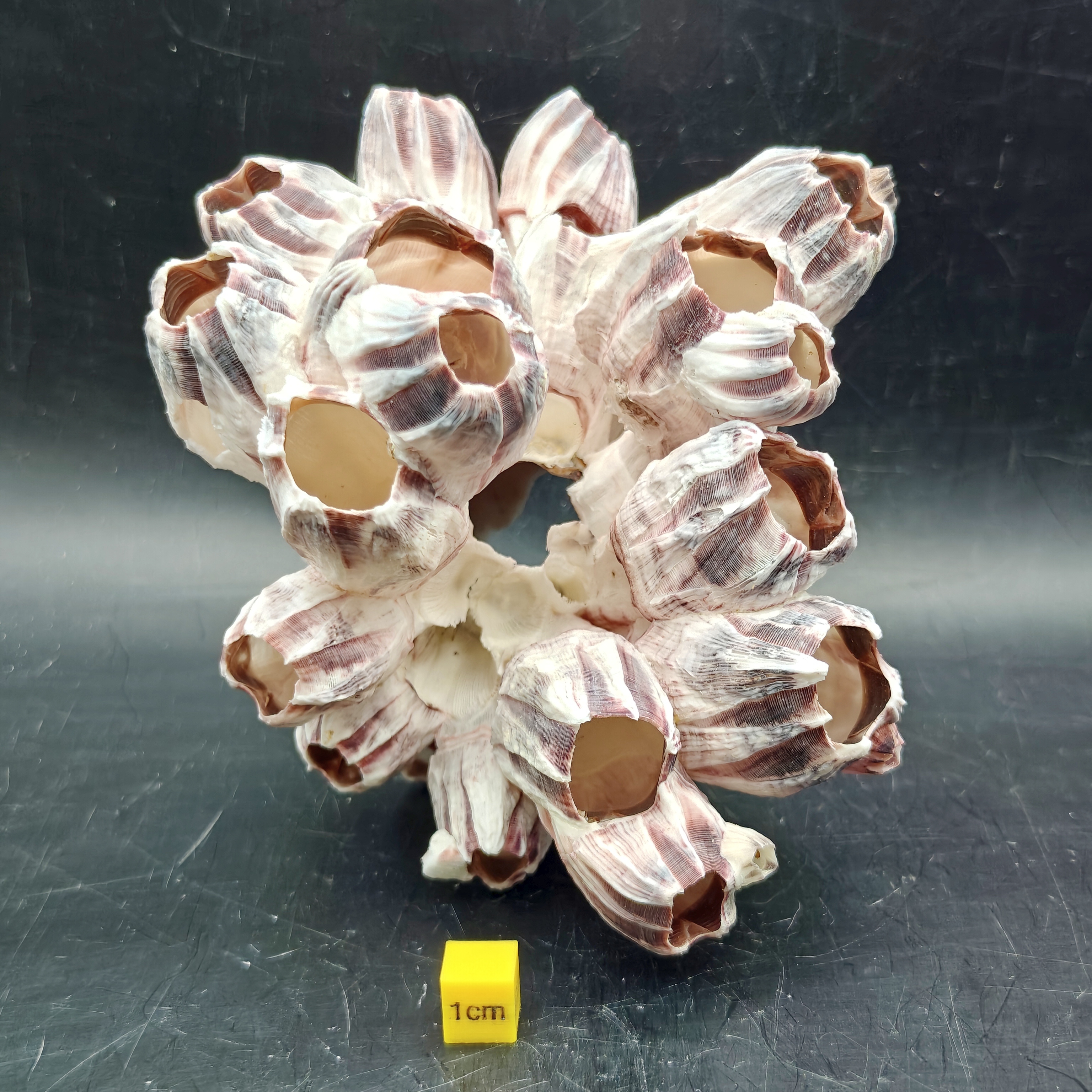 Natural Barnacle Cluster (Large)