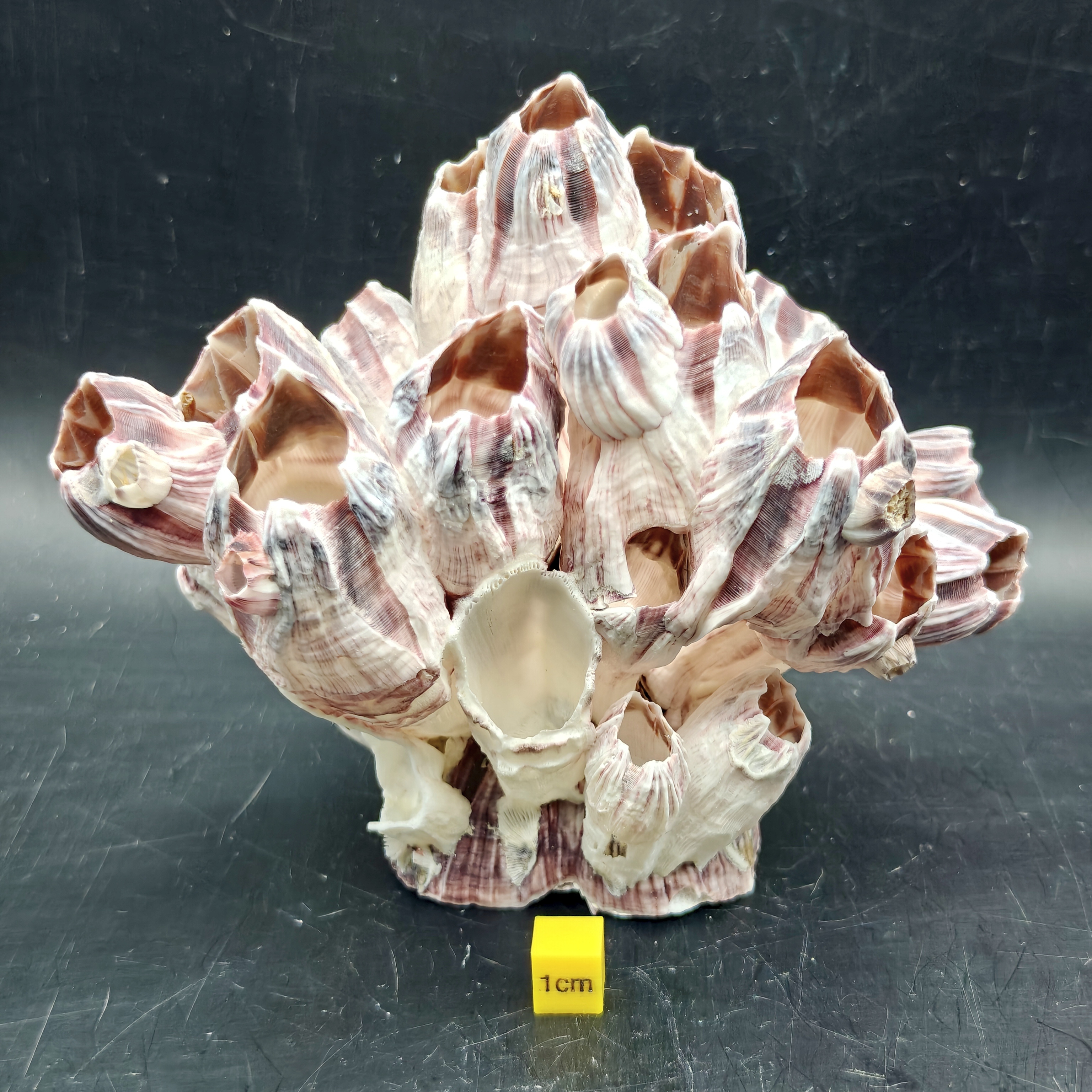 Natural Barnacle Cluster (Large)