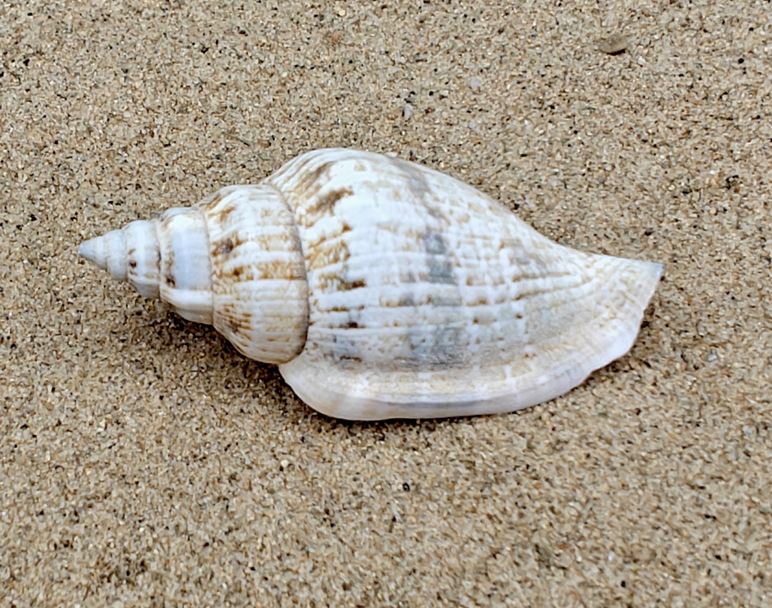 Strombus Urceus Bear Conch Shell (Large)
