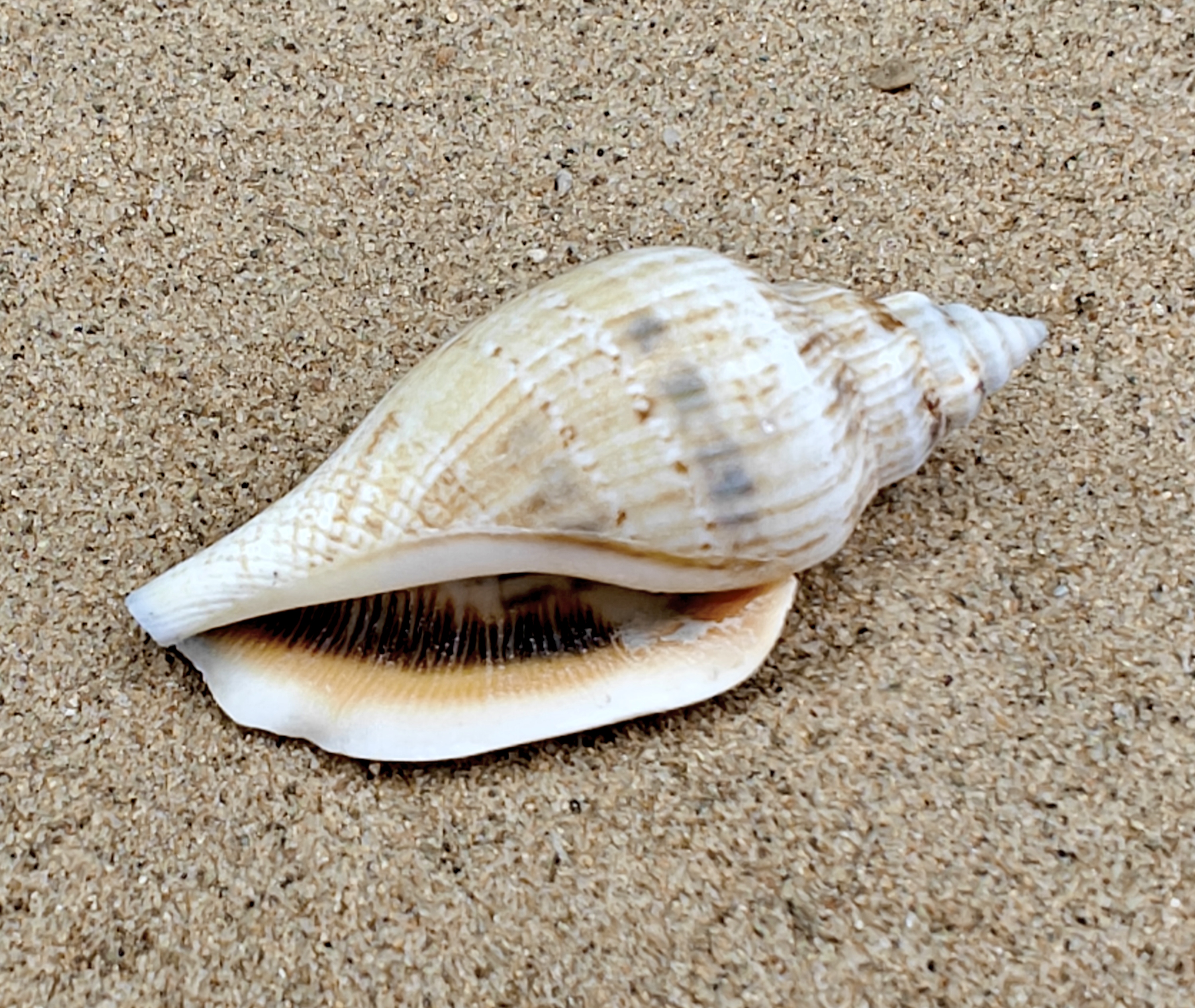 Strombus Urceus Bear Conch Shell (Large)