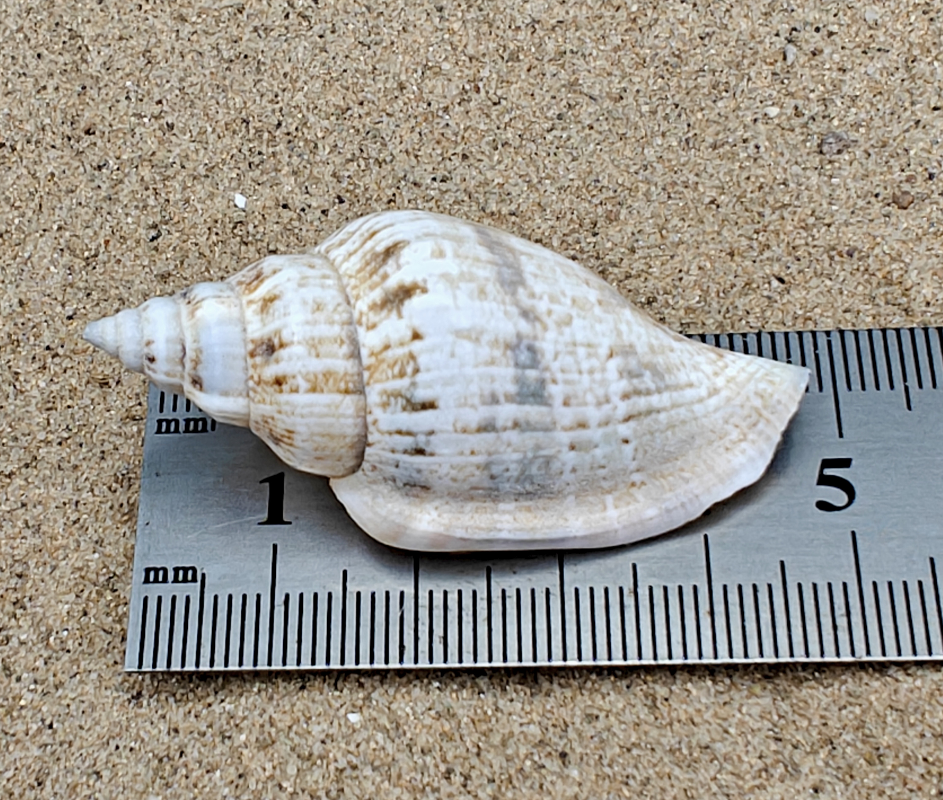 Strombus Urceus Bear Conch Shell (Large)