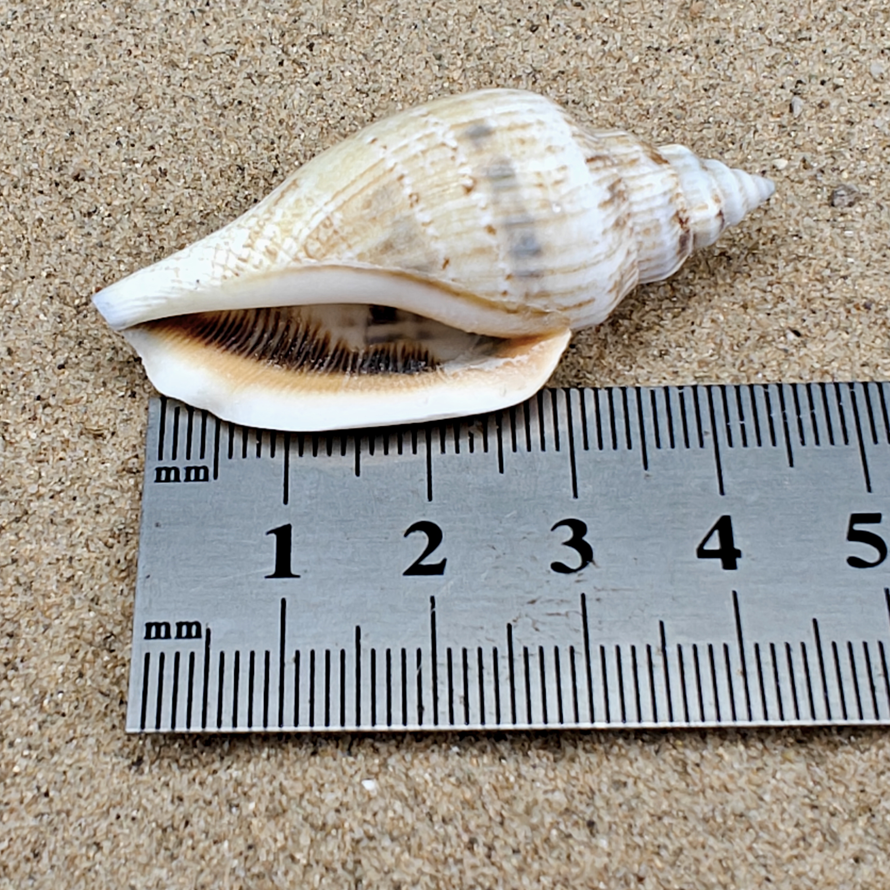 Strombus Urceus Bear Conch Shell (Large)